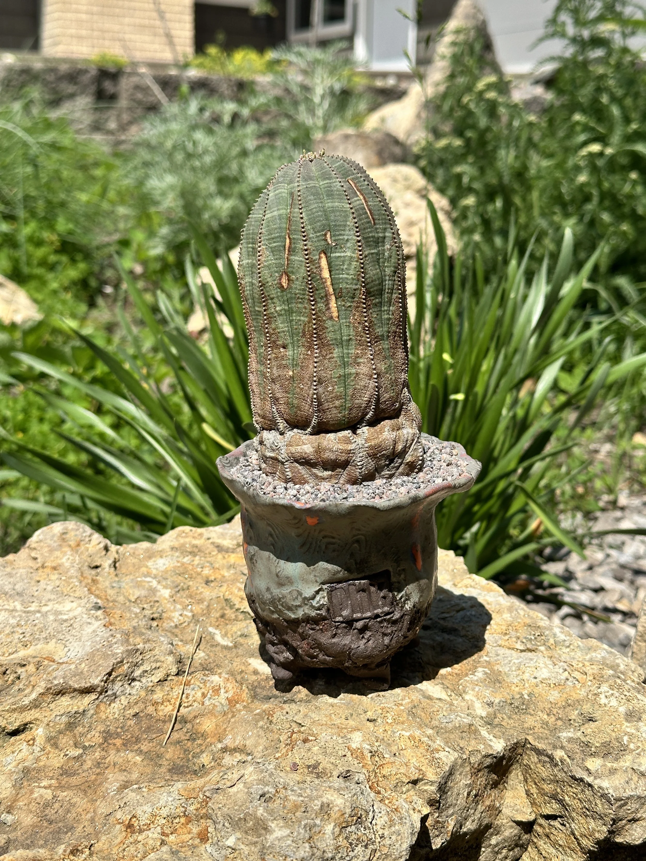 A small potted cactus with elongated, ribbed green body on a large rock in a garden, with greenery and a house in the background.