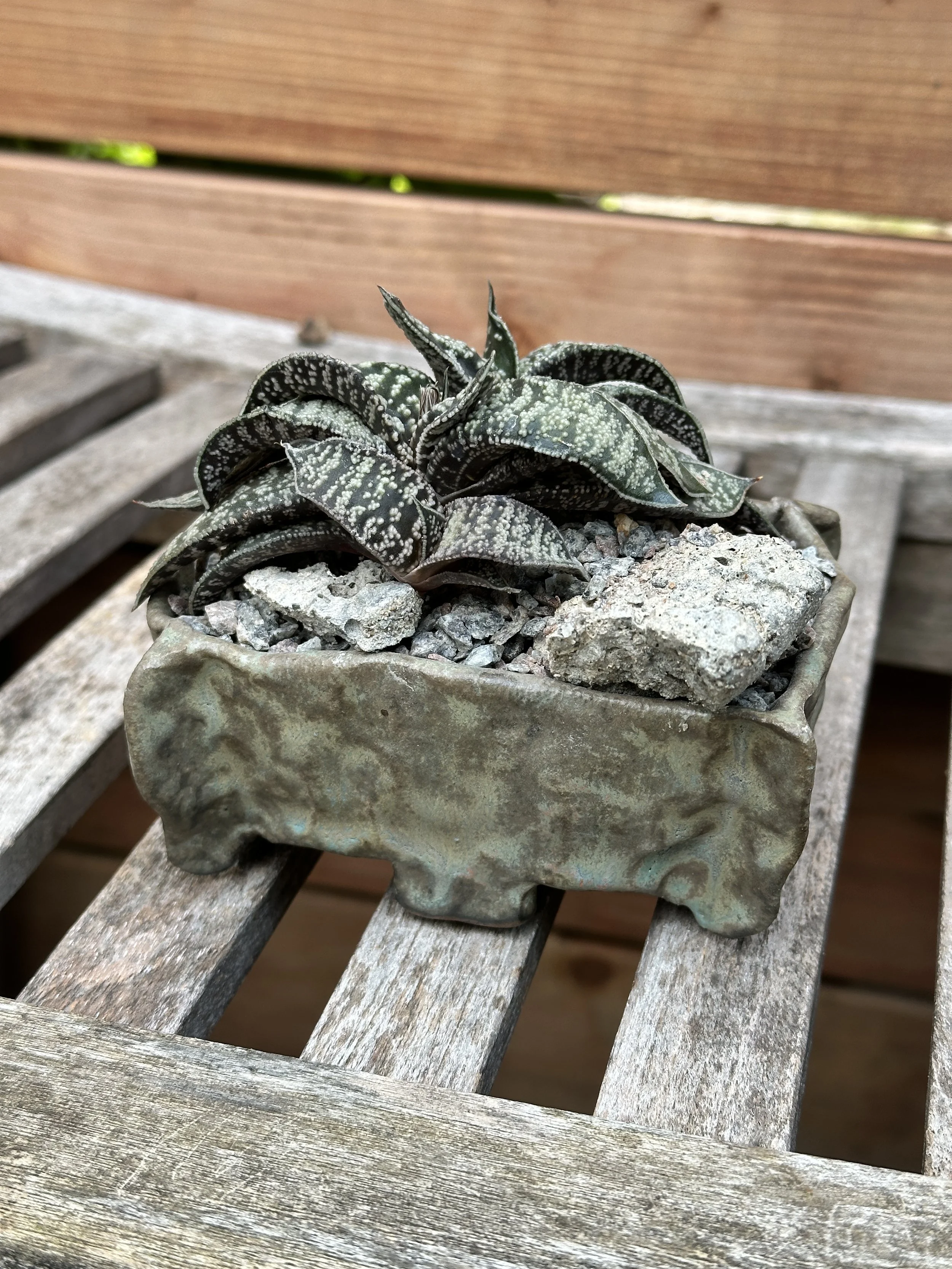 A potted succulent plant with dark green leaves covered in white speckles, planted in a rectangular ceramic pot with a horse head relief design, resting on a weathered wooden surface.