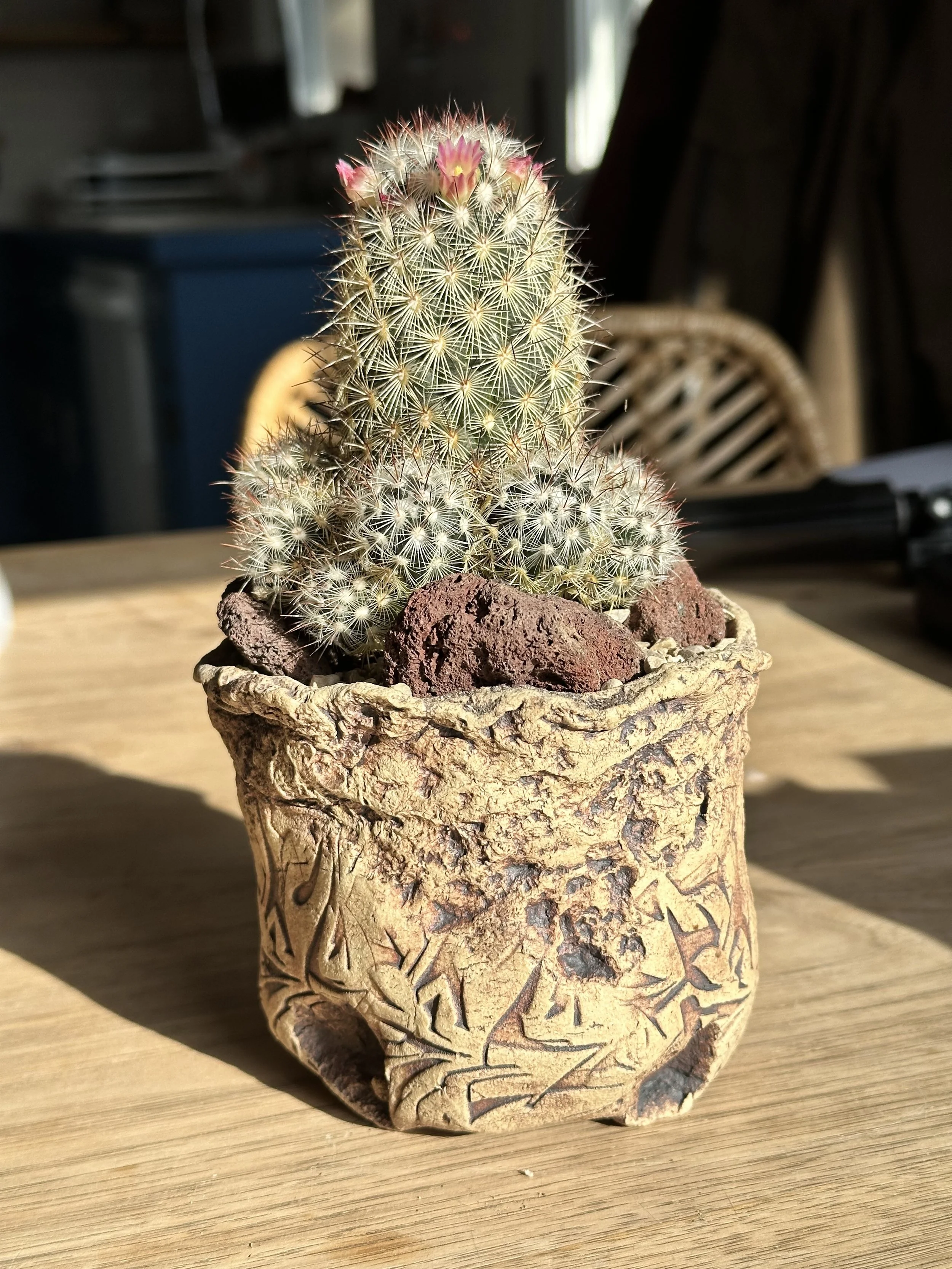 A small potted cactus plant with white spines and pink flowers on top, in a rustic ceramic pot on a wooden surface with sunlight.