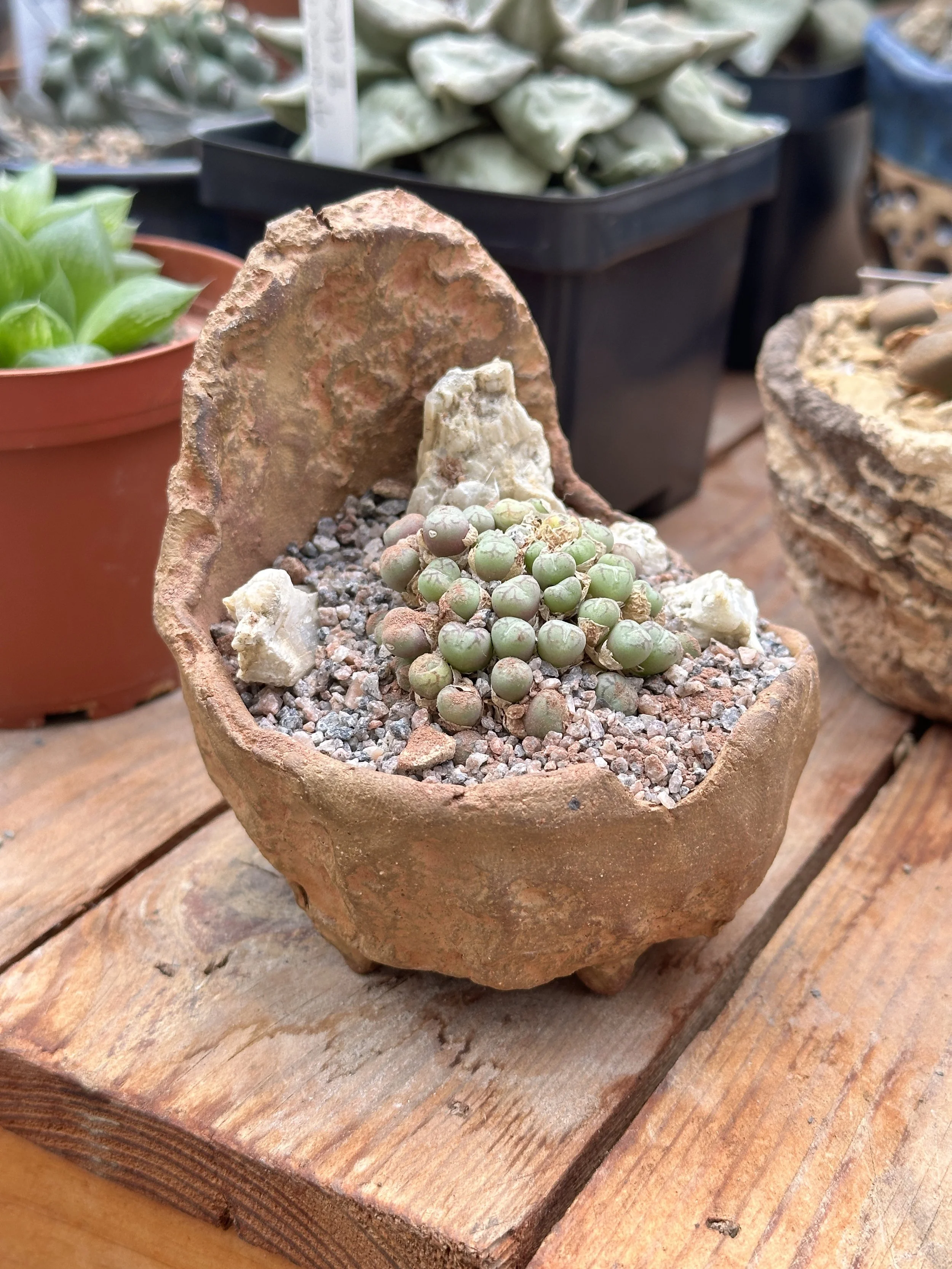 Small succulent plant in a broken terracotta pot with gravel and rocks, placed on a wooden surface surrounded by other potted succulents.