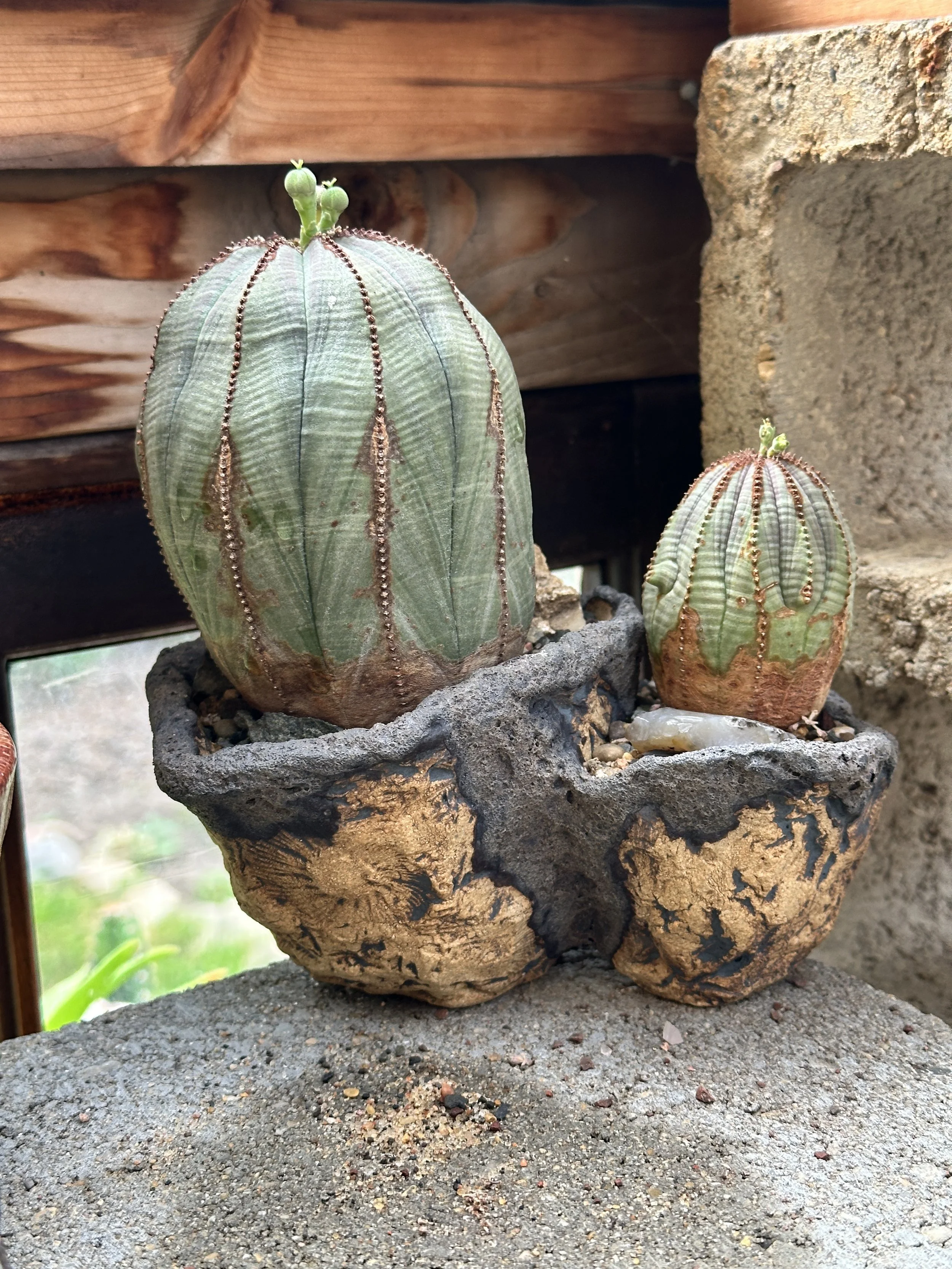 Two desert cacti in decorative pots, with one larger and taller and the other smaller, placed on a stone surface near a brick wall and wooden background.