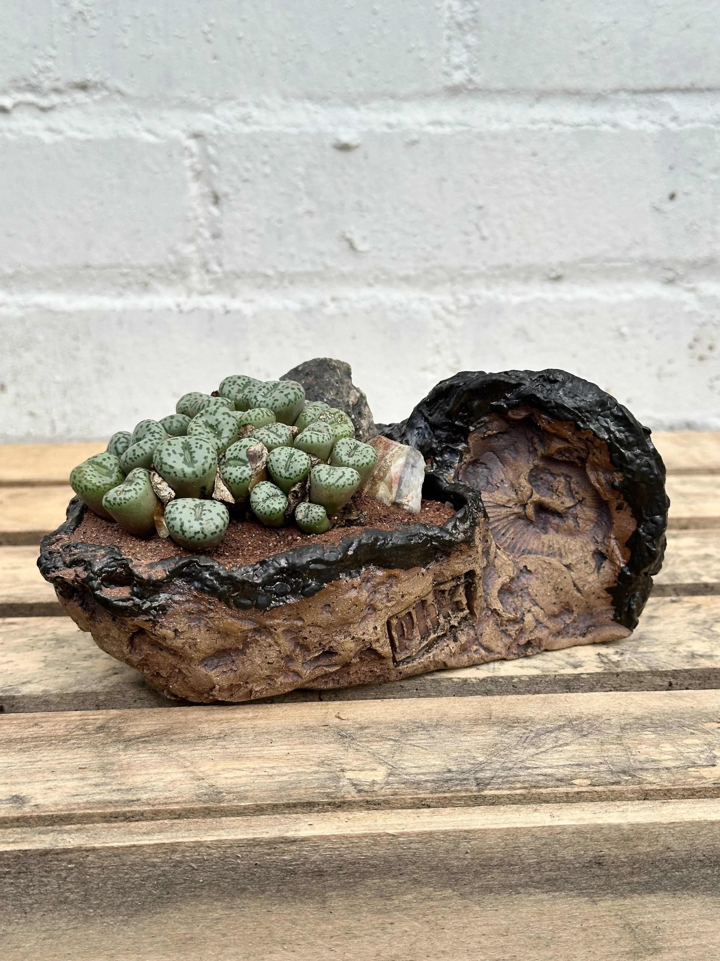A small cactus in a rustic, irregular ceramic pot with a black rim, placed on a wooden surface against a white brick wall background.