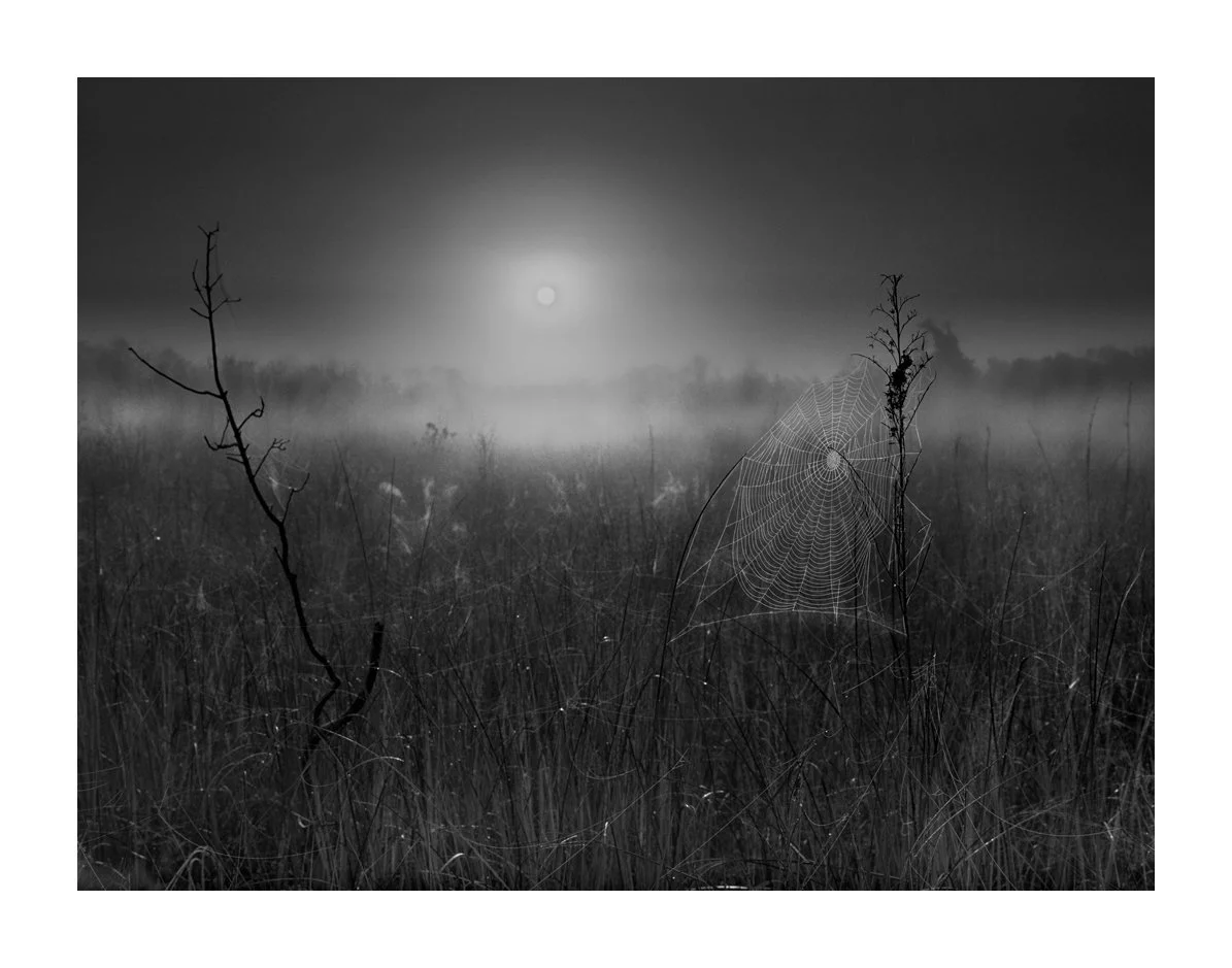A black and white photo of a foggy field with tall grass and a spider web on a branch, with the moon in the background.