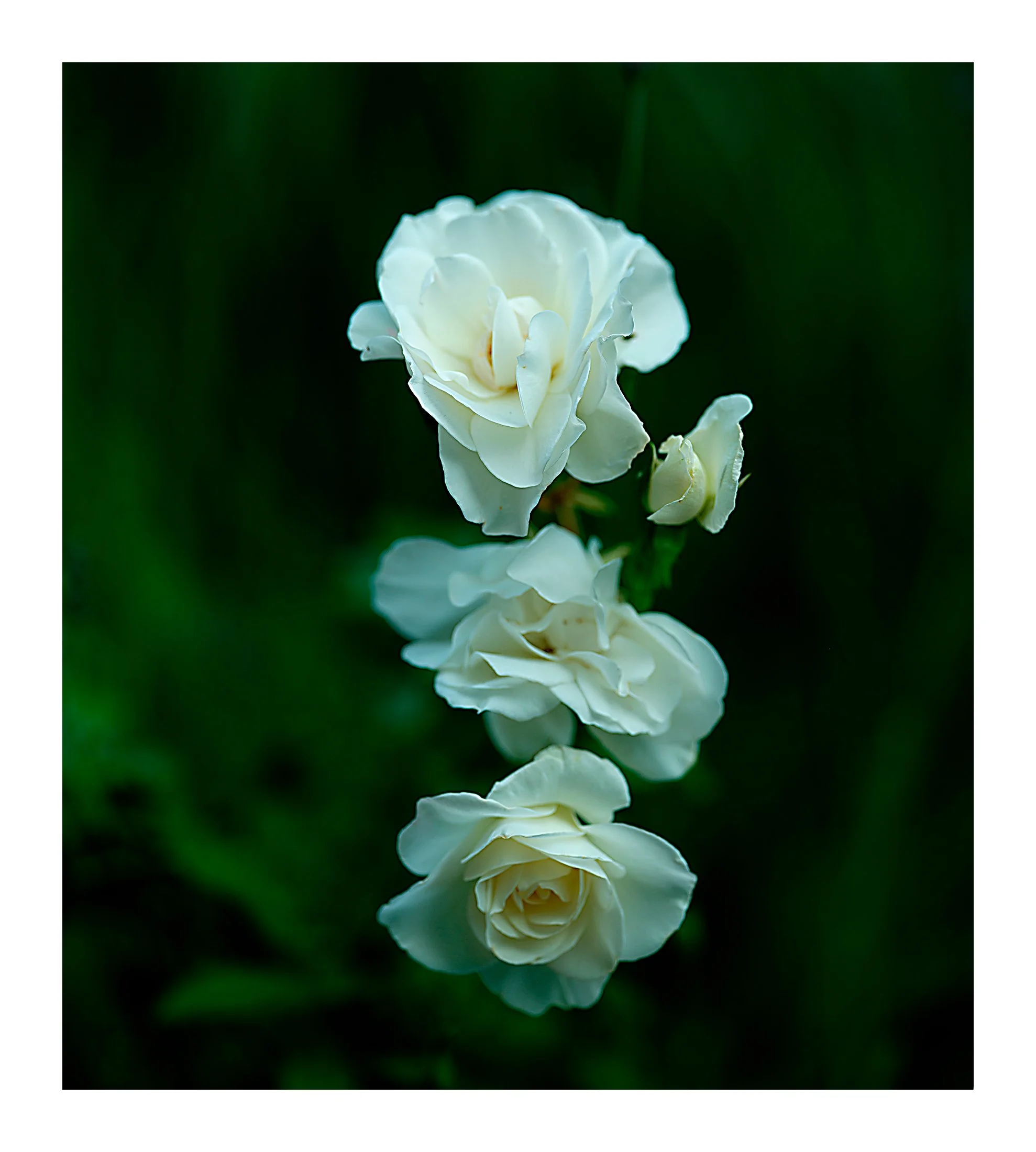 RivasFlowers copy.jpg