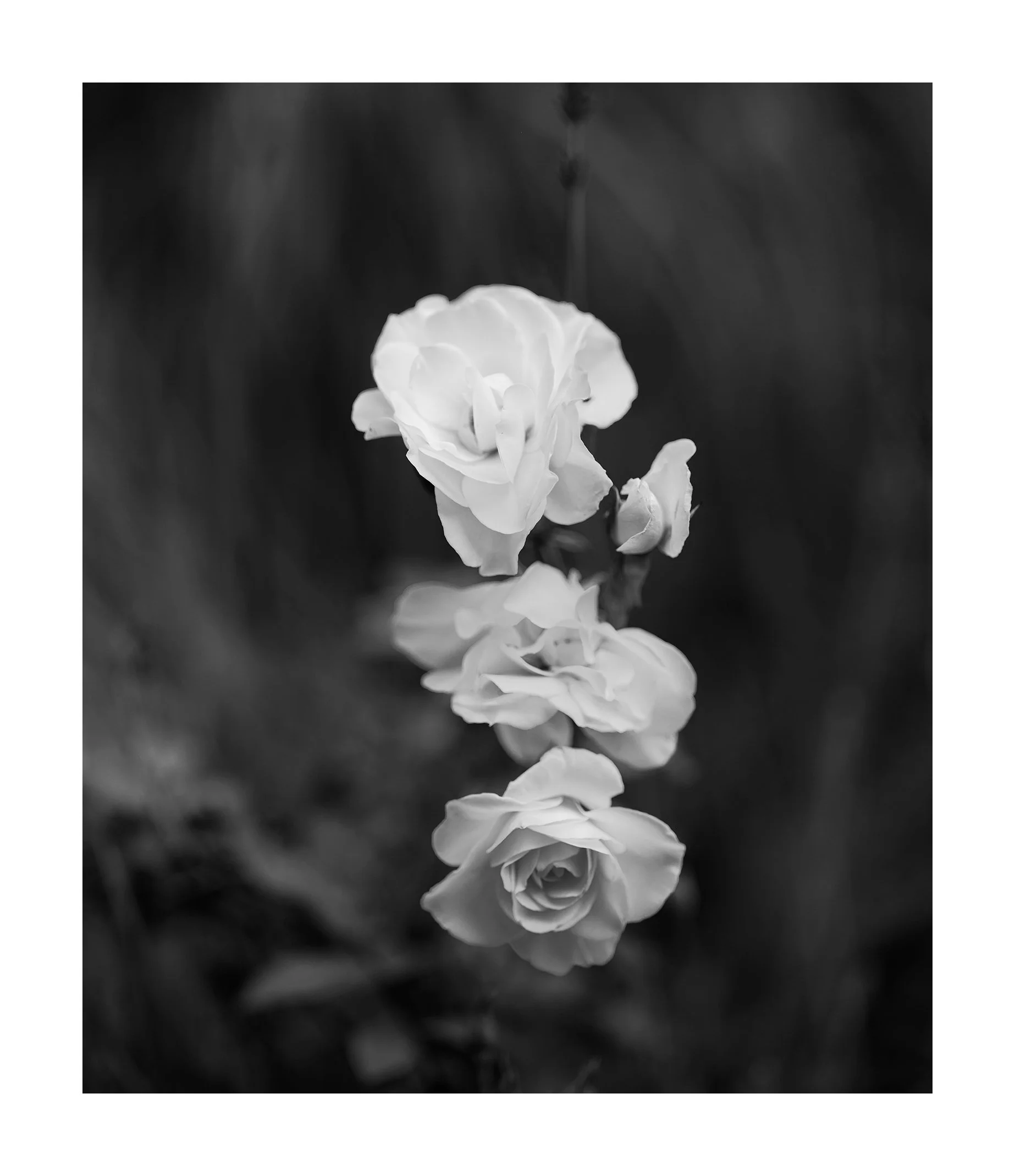 RivasFlowersInGrey copy.jpg