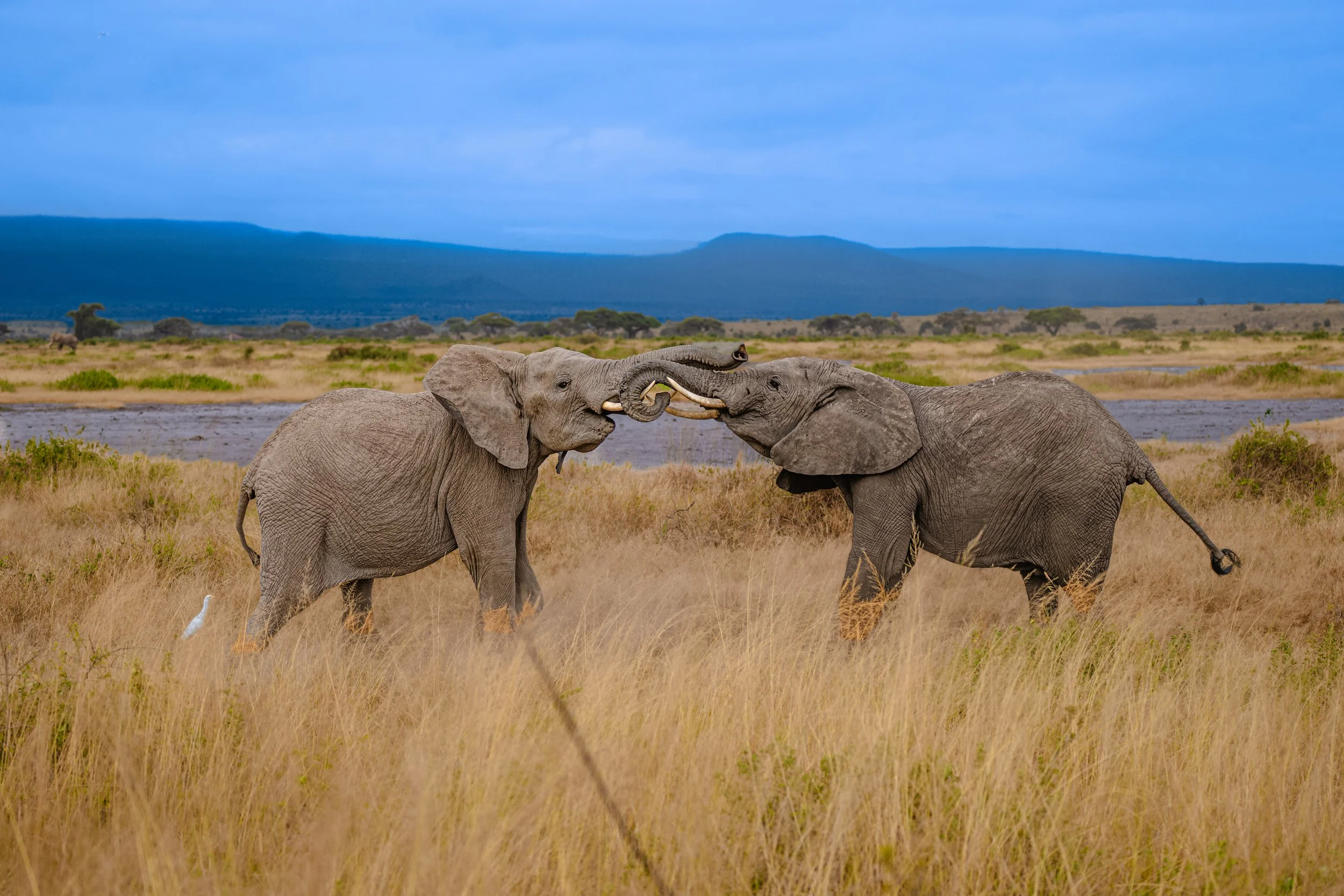 Africa2026VZ8_56132026.jpg