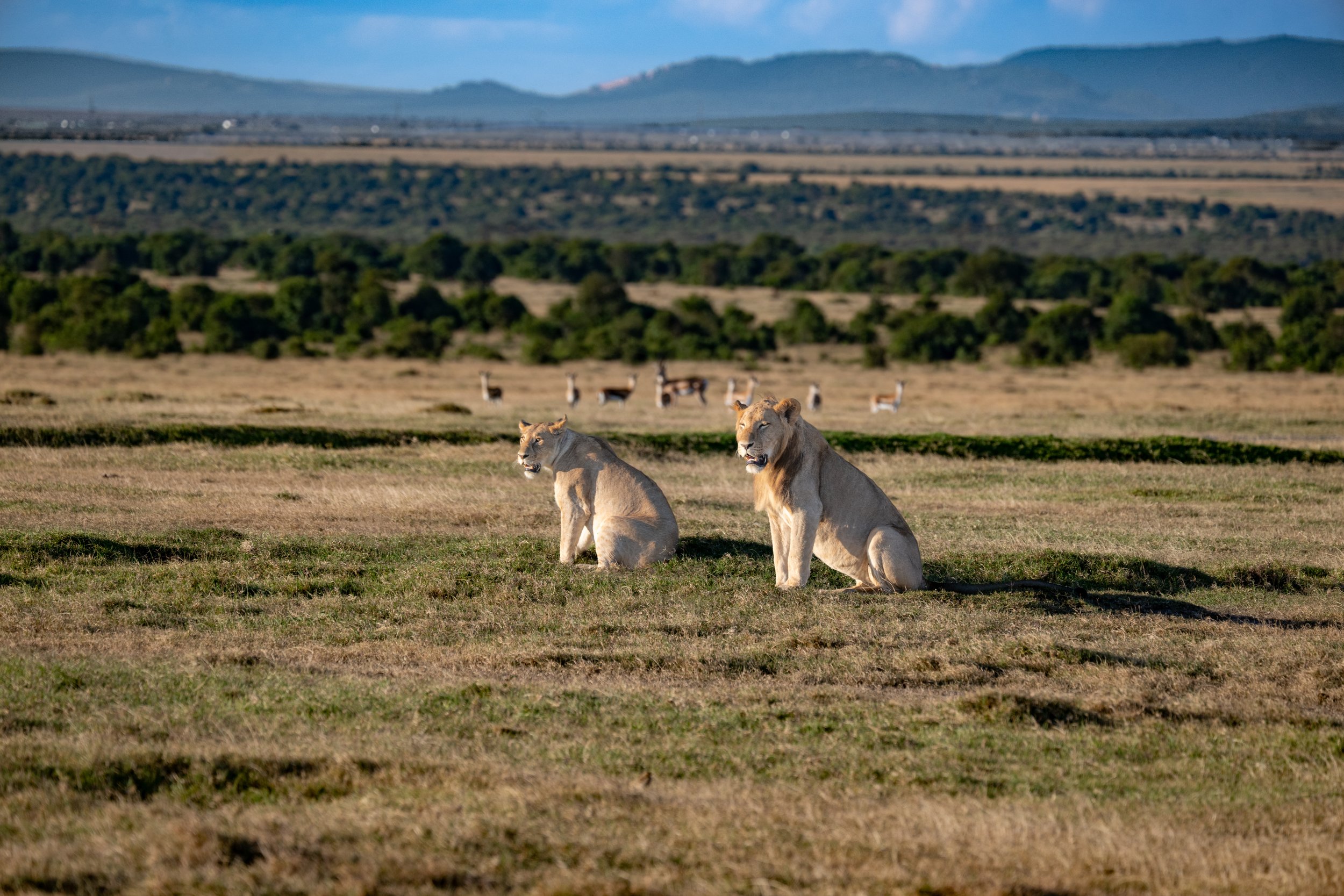 Africa2026VZ8_30932026.jpg