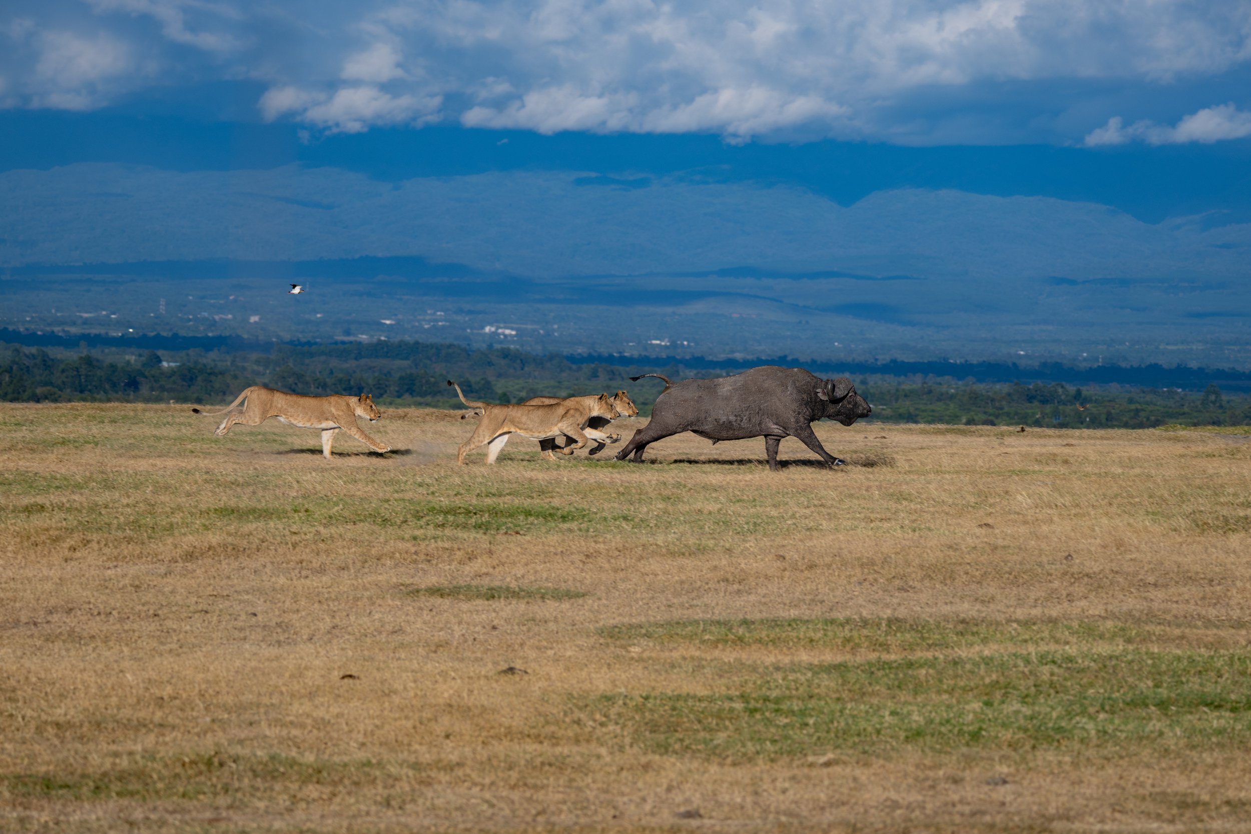 Africa2026VZ8_30682026.jpg