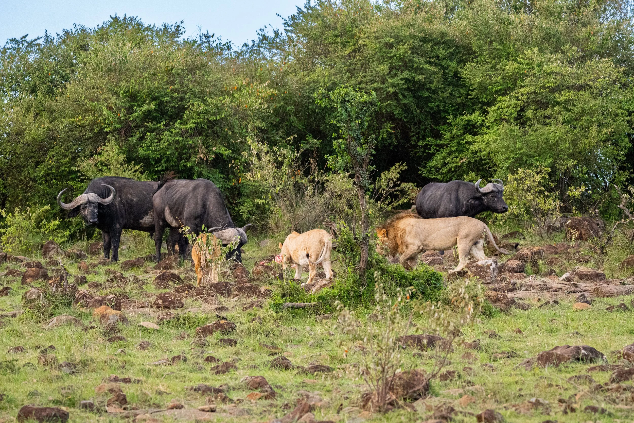 Africa2026VZ8_33342026.jpg