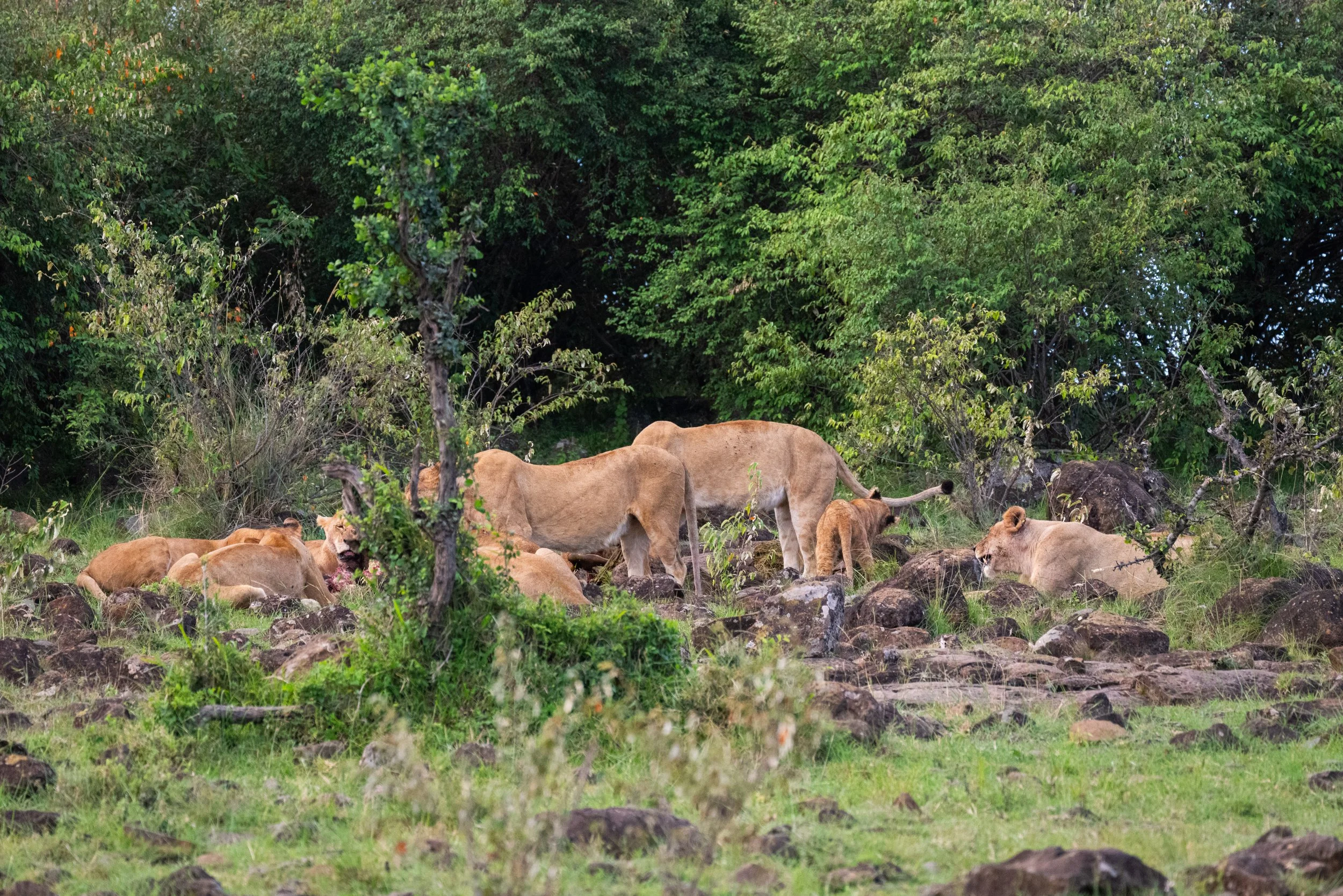 Africa2026VZ8_32732026.jpg