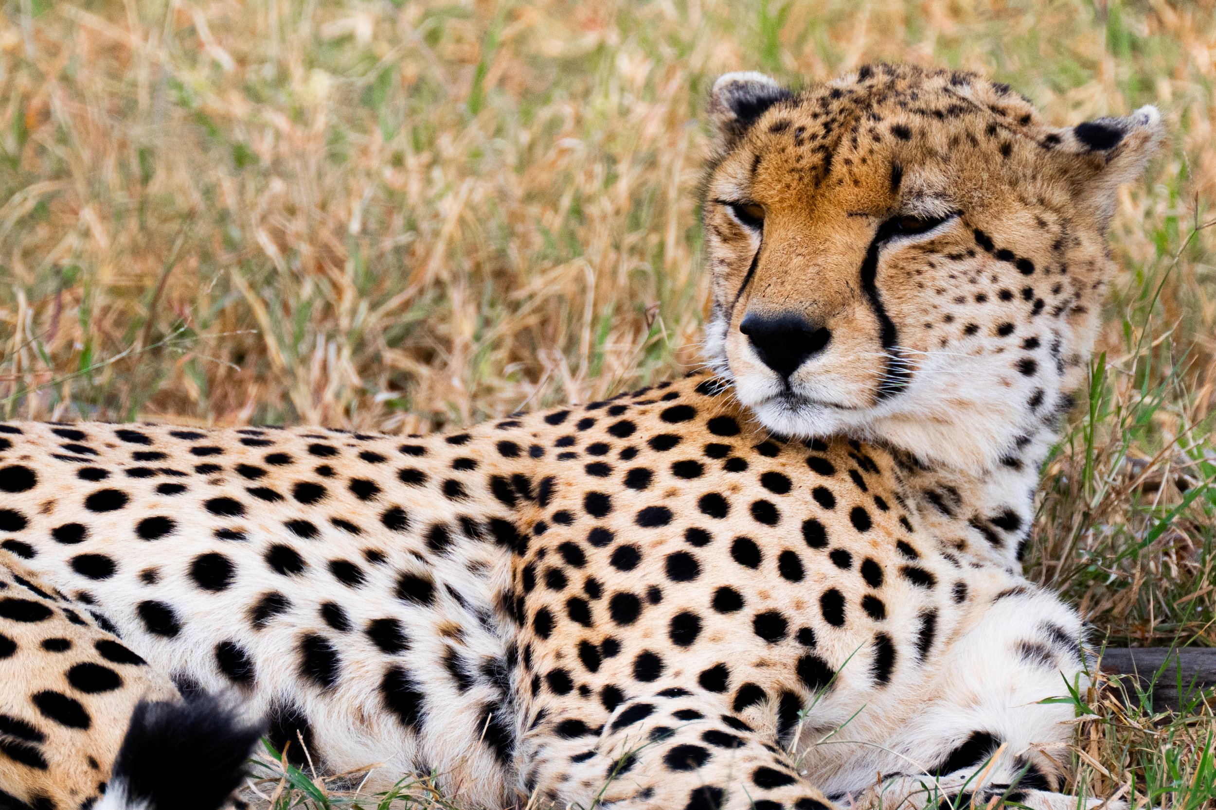 Africa2026VZ8_27332026-2.jpg