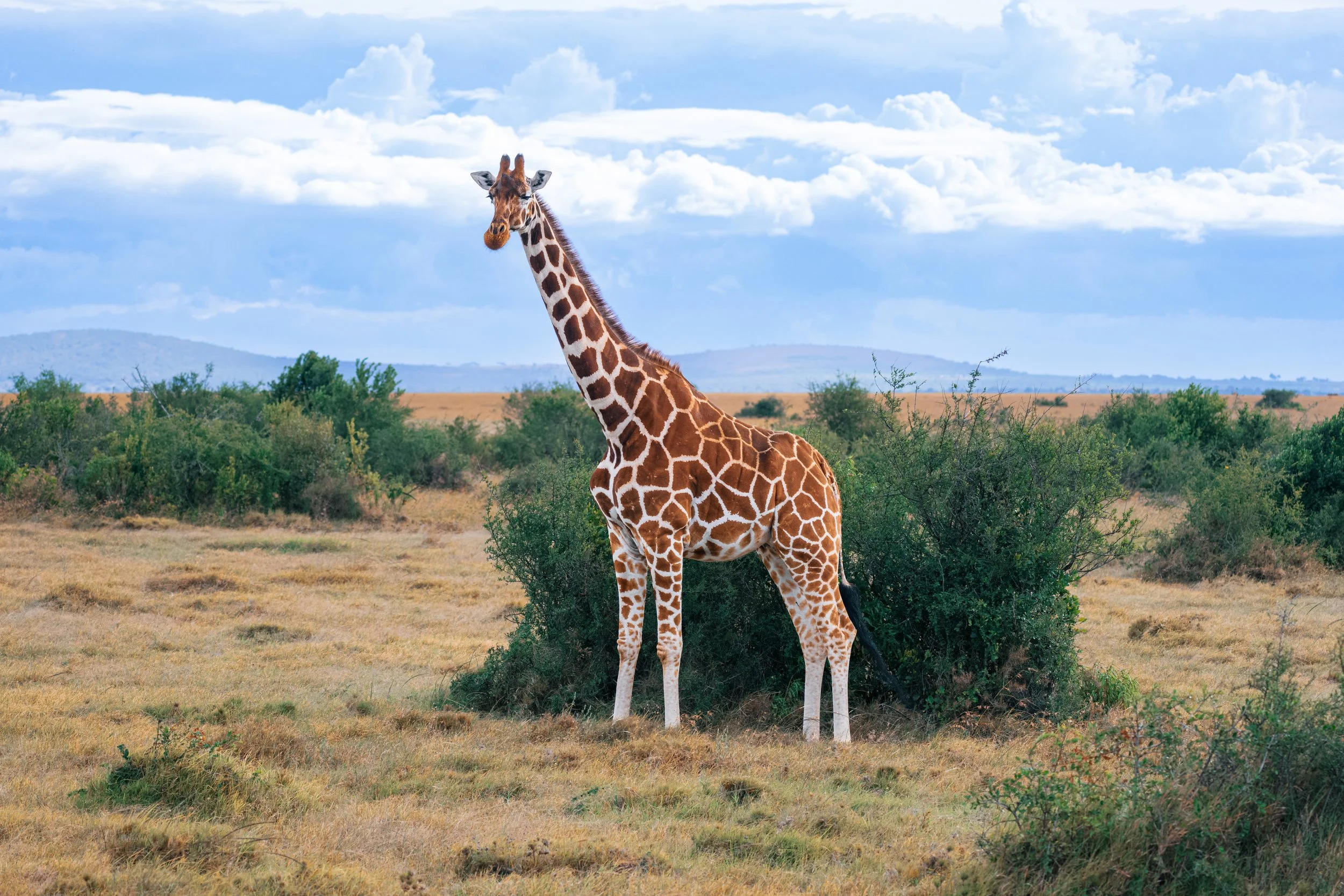 Africa2026VZ8_11592026.jpg