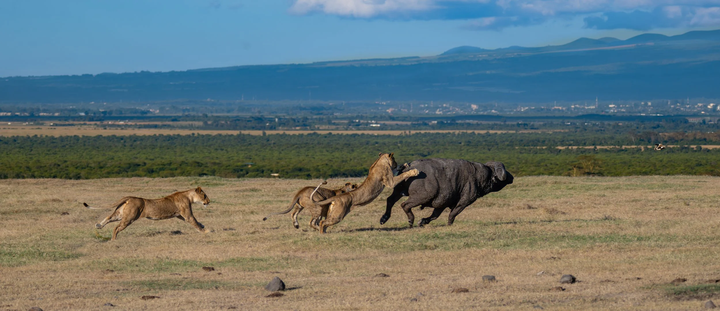 Africa2026VZ8_30602026.jpg