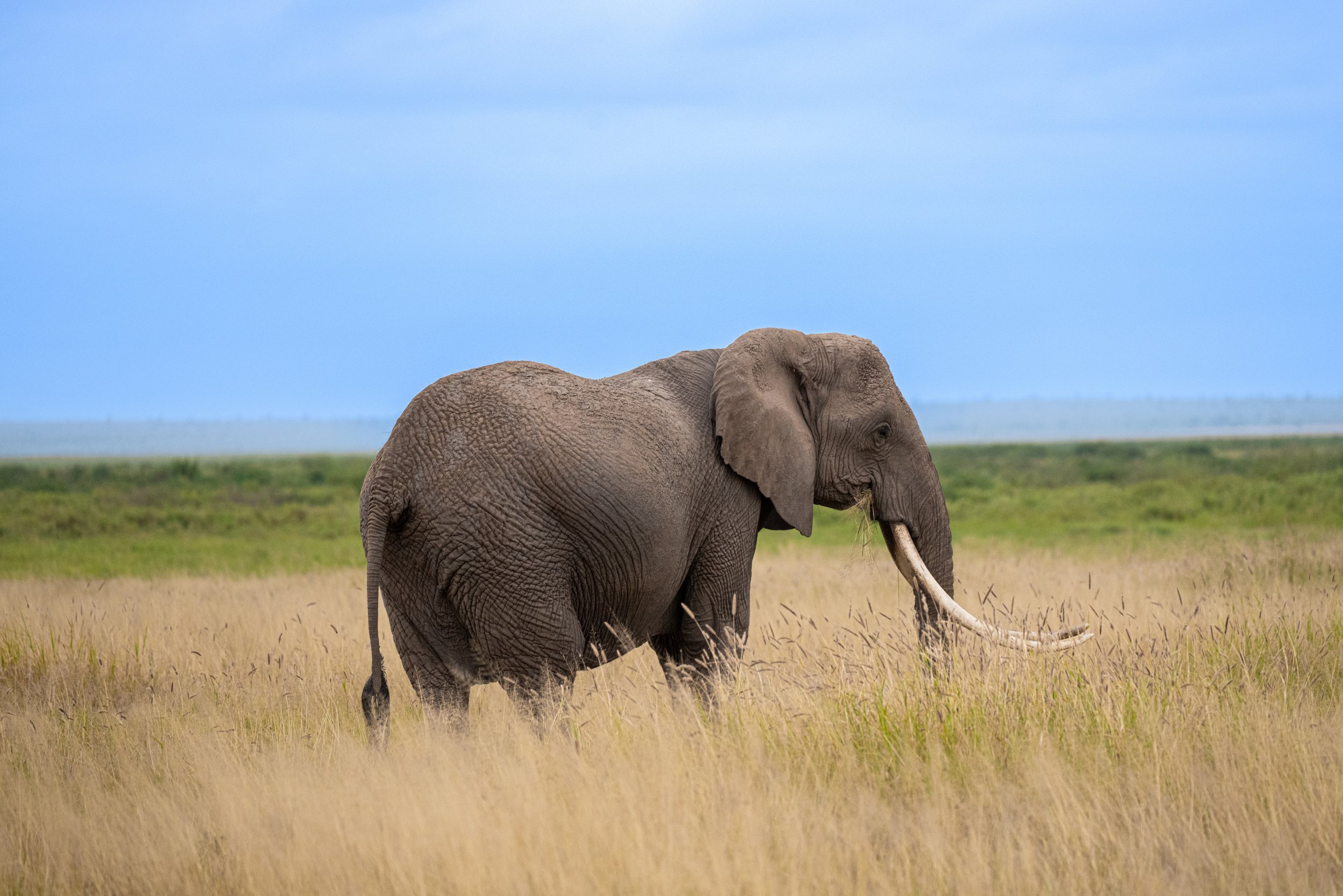 Africa2026VZ8_54462026.jpg