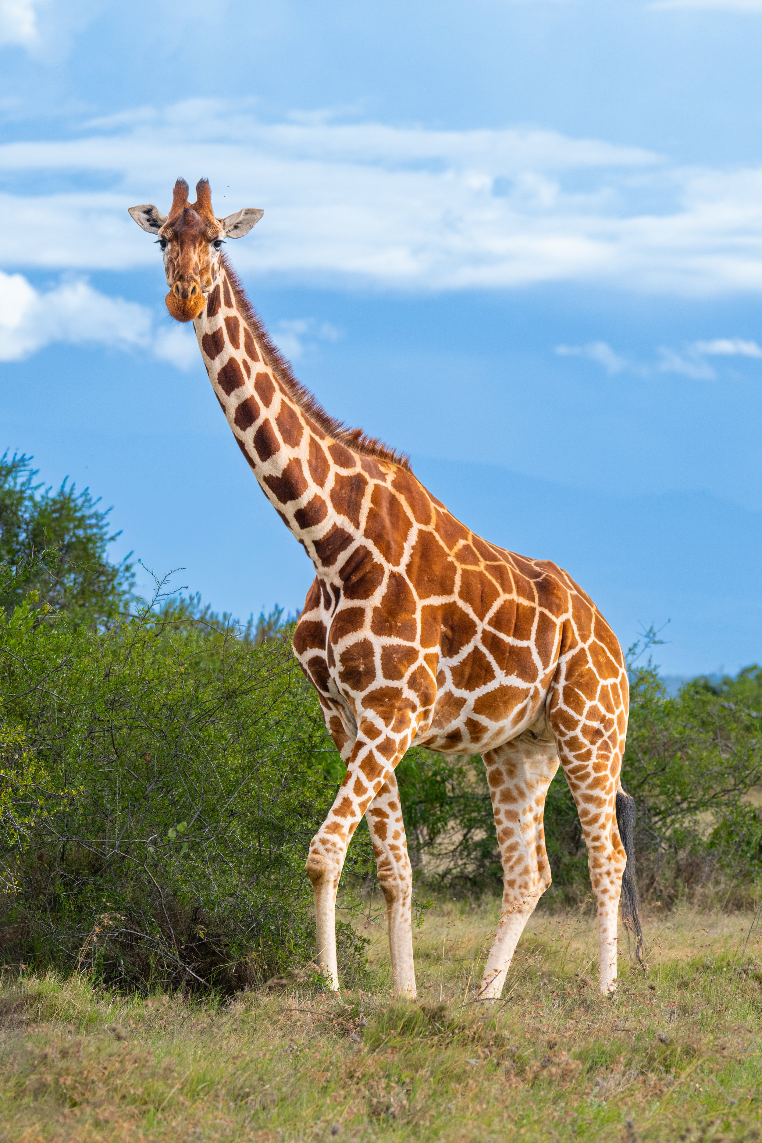 Africa2026VZ8_11772026.jpg