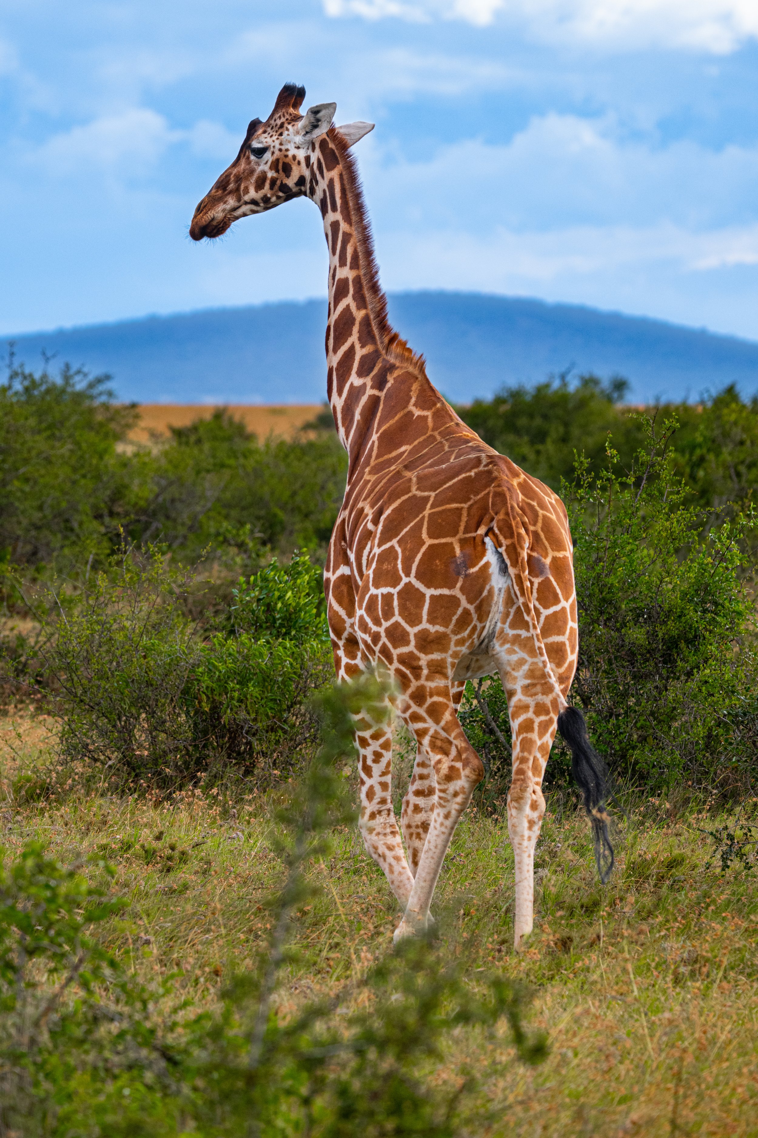 Africa2026VZ8_11472026.jpg
