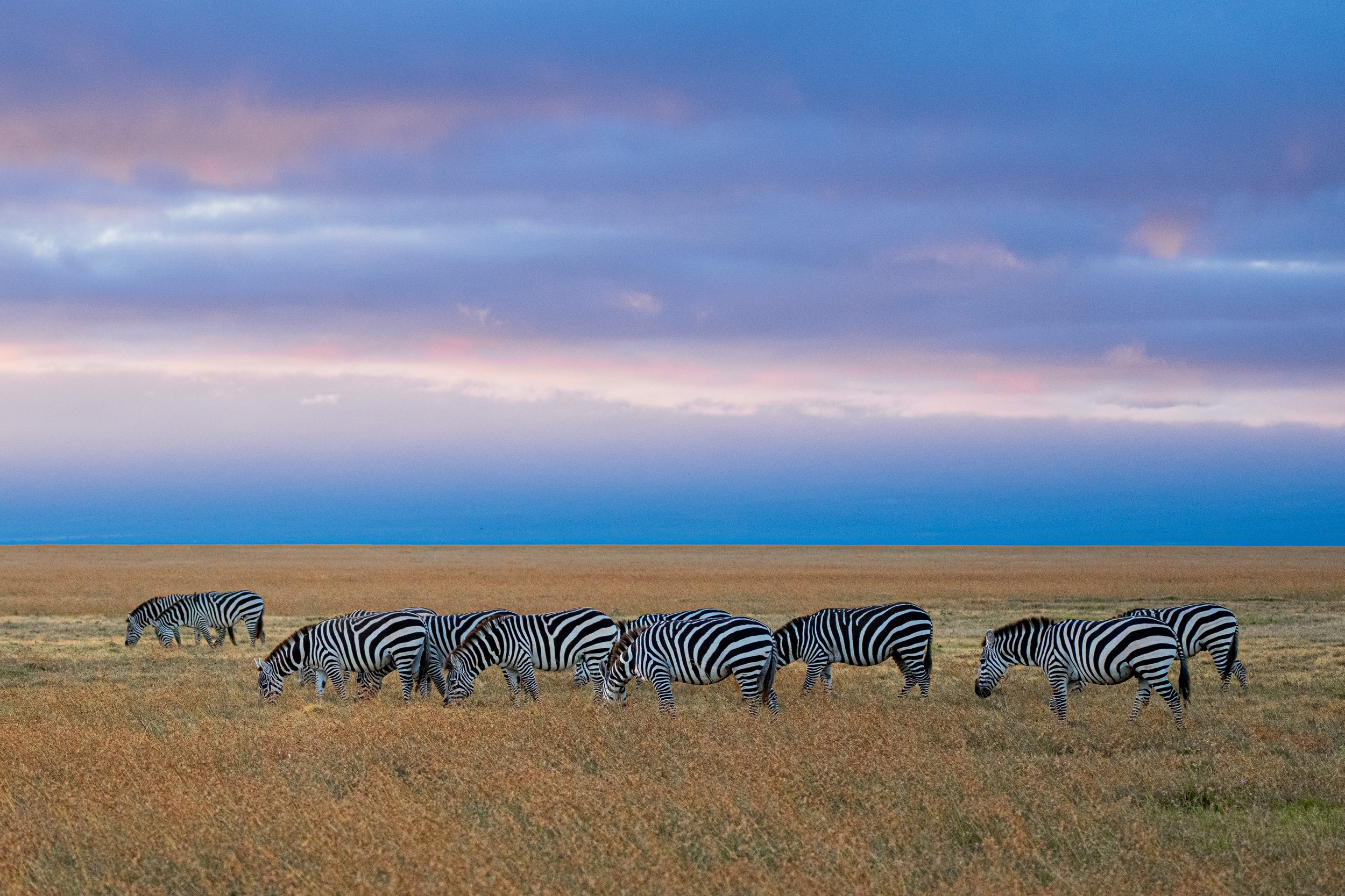 Africa2026VZ8_15602026.jpg