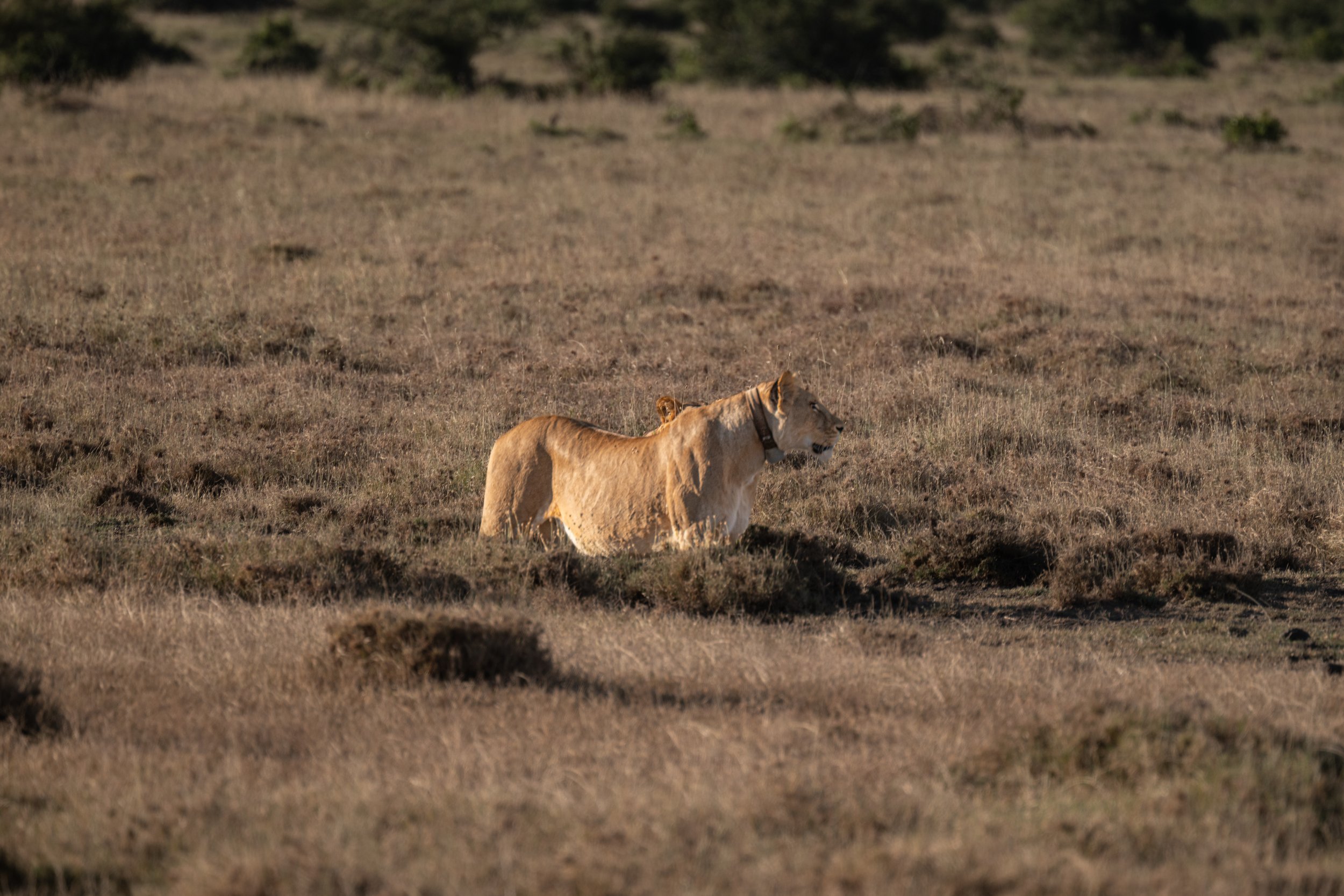 Africa2026VZ8_30422026.jpg