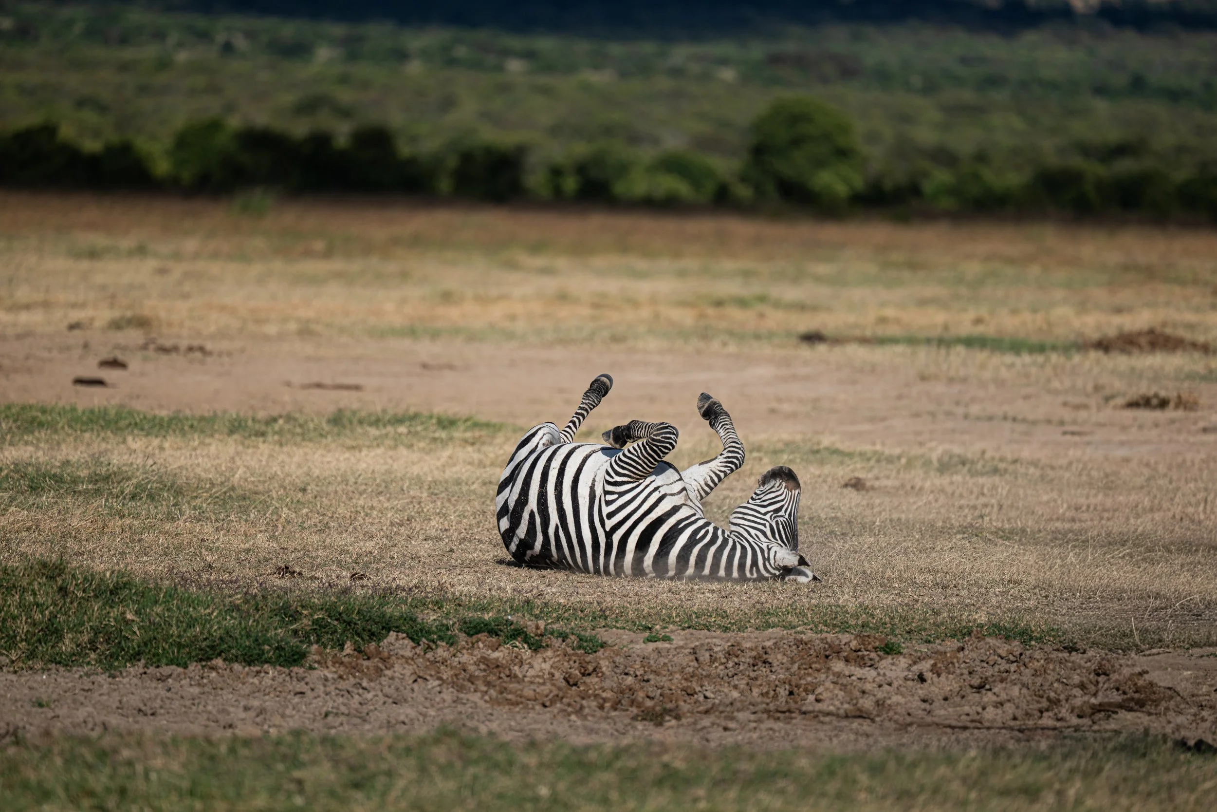 Africa2026VZ8_24012026.jpg