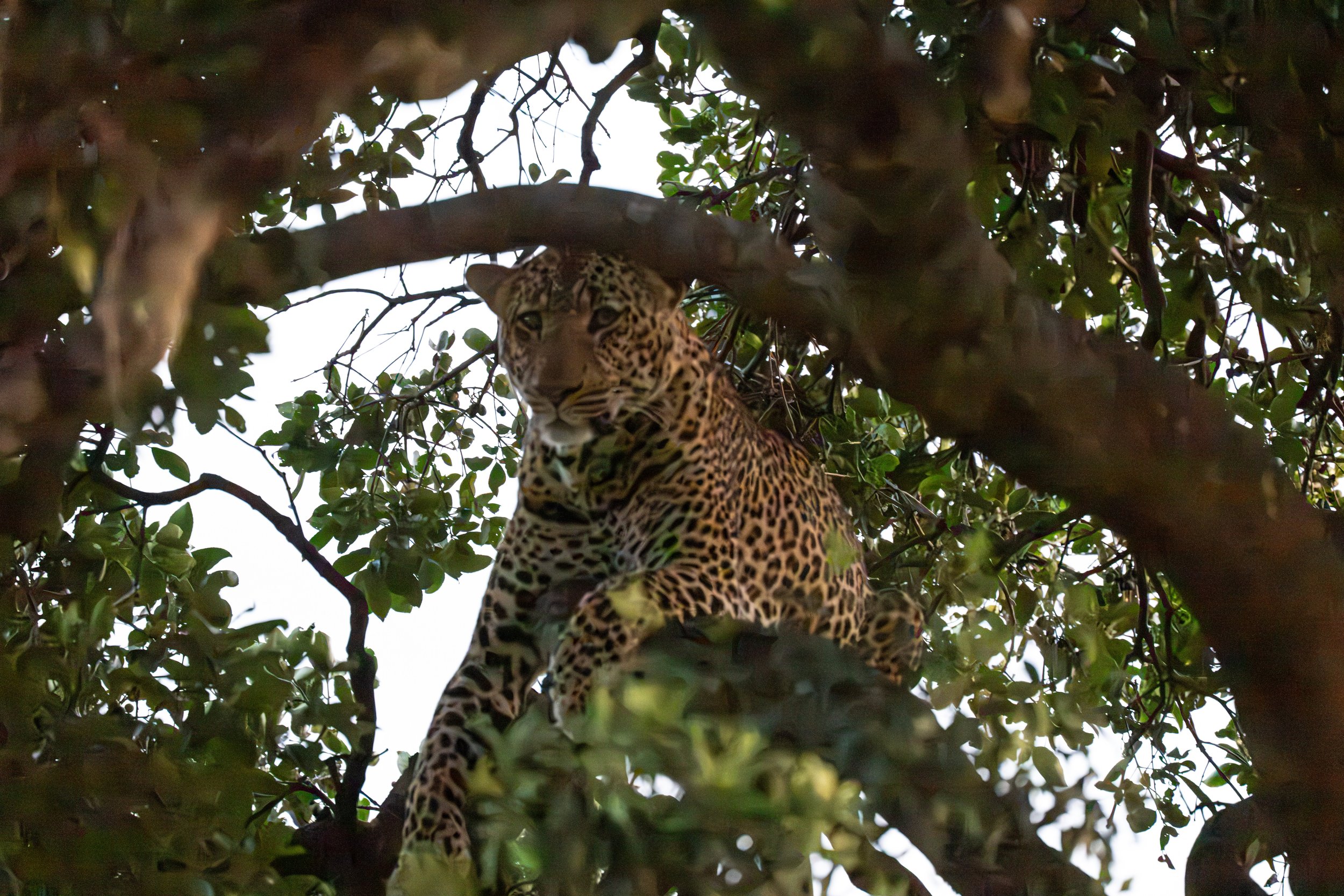 Africa2026VZ8_50862026.jpg