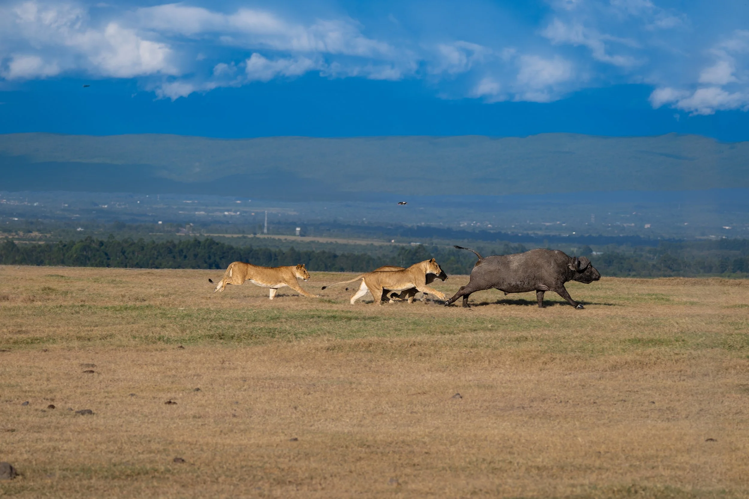 Africa2026VZ8_30662026.jpg