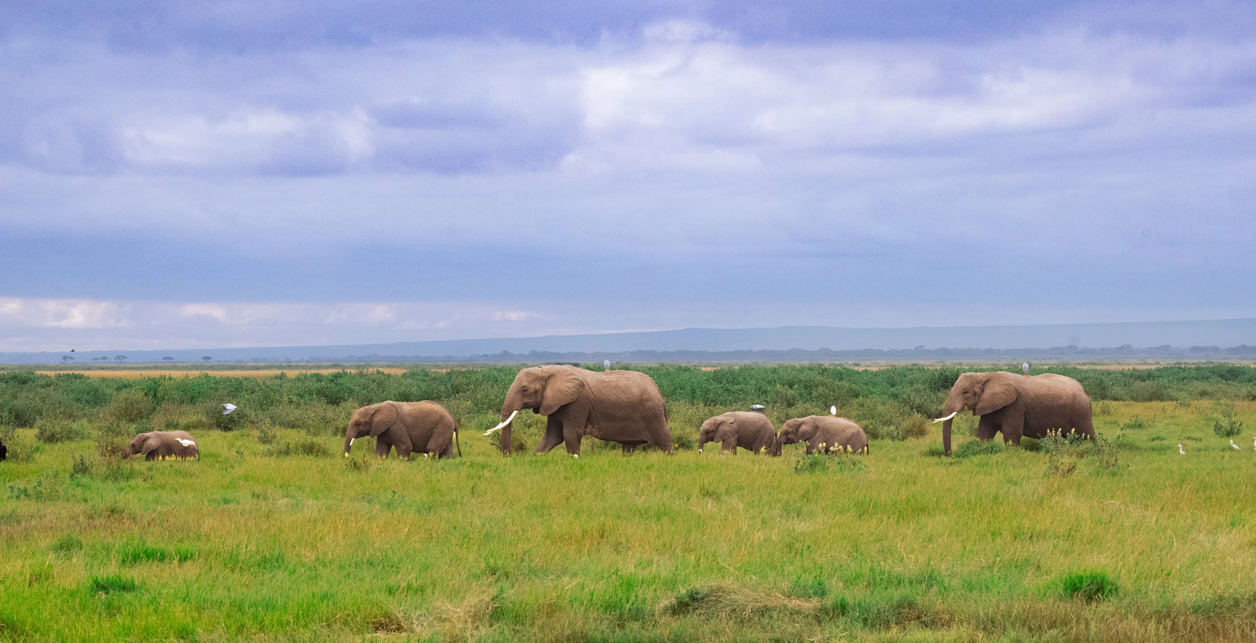 Africa2026VZ8_54632026.jpg