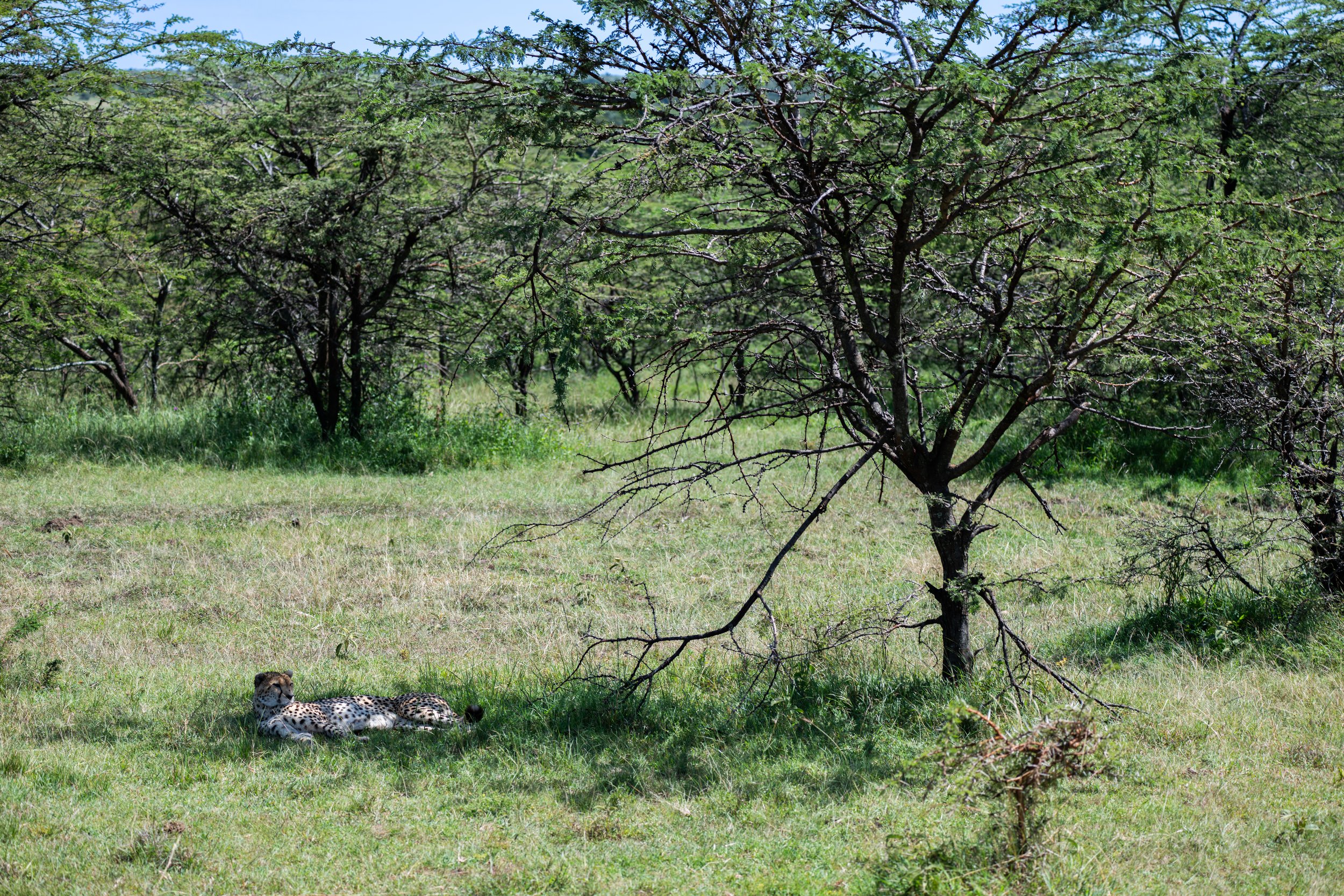 Africa2026VZ8_47652026.jpg