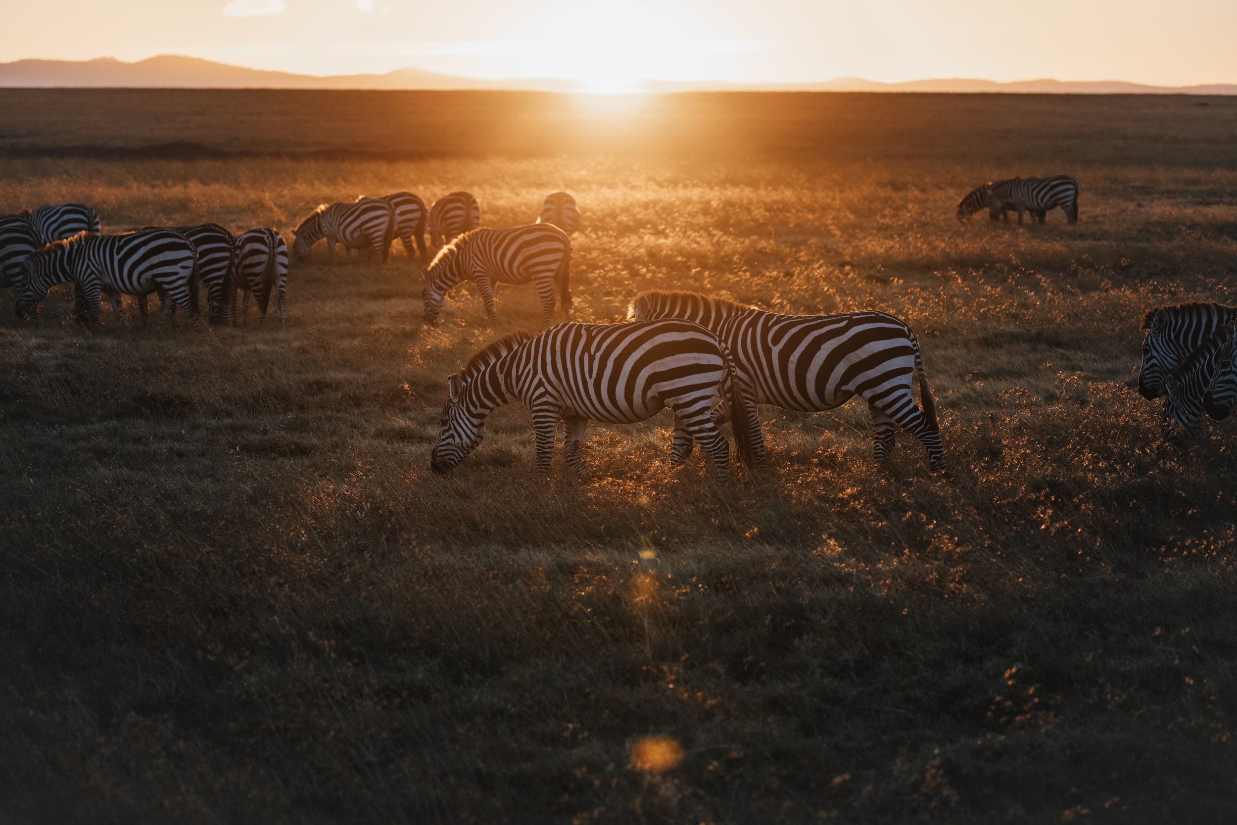 Africa2026VZ8_15692026.jpg