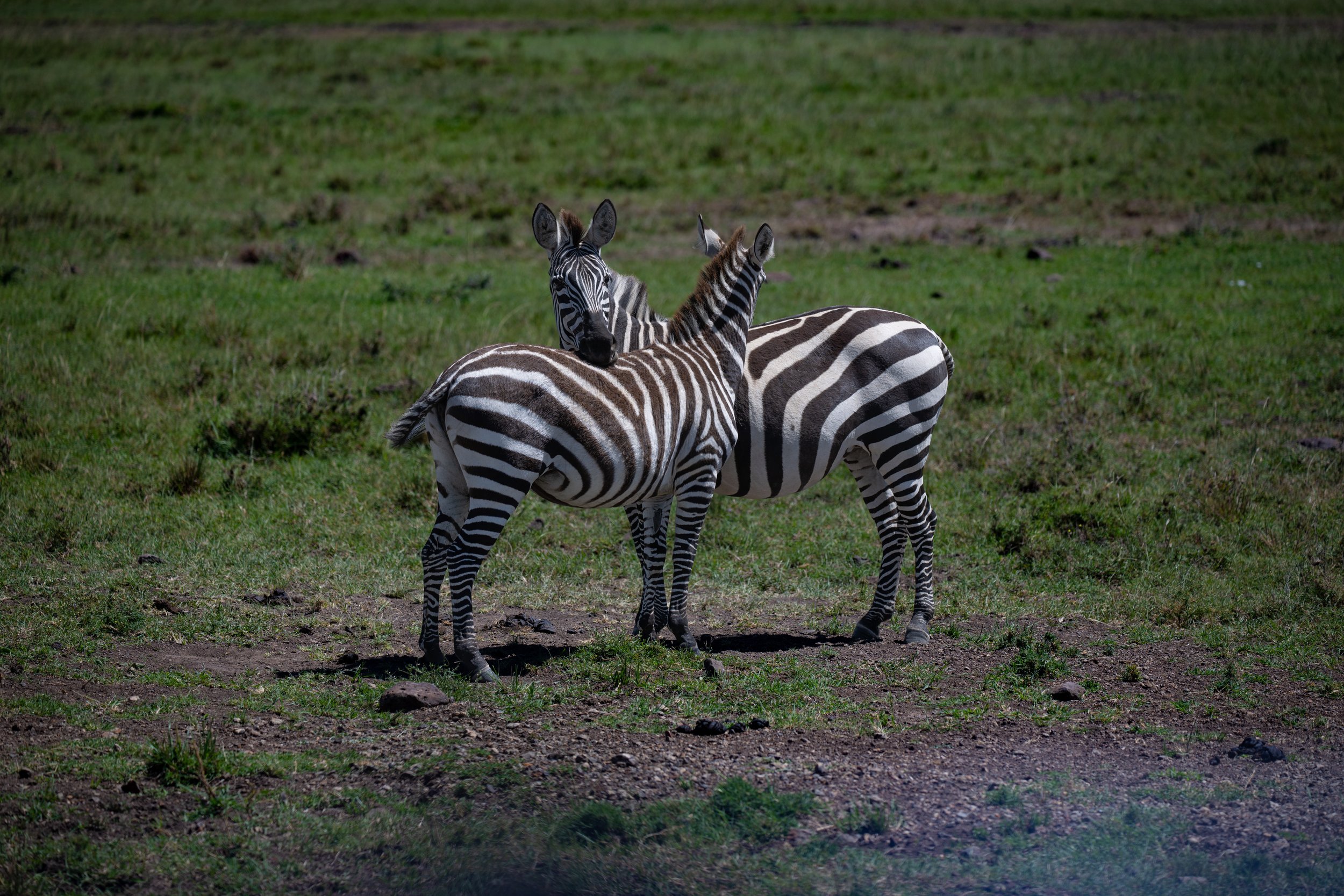 Africa2026VZ8_32262026.jpg