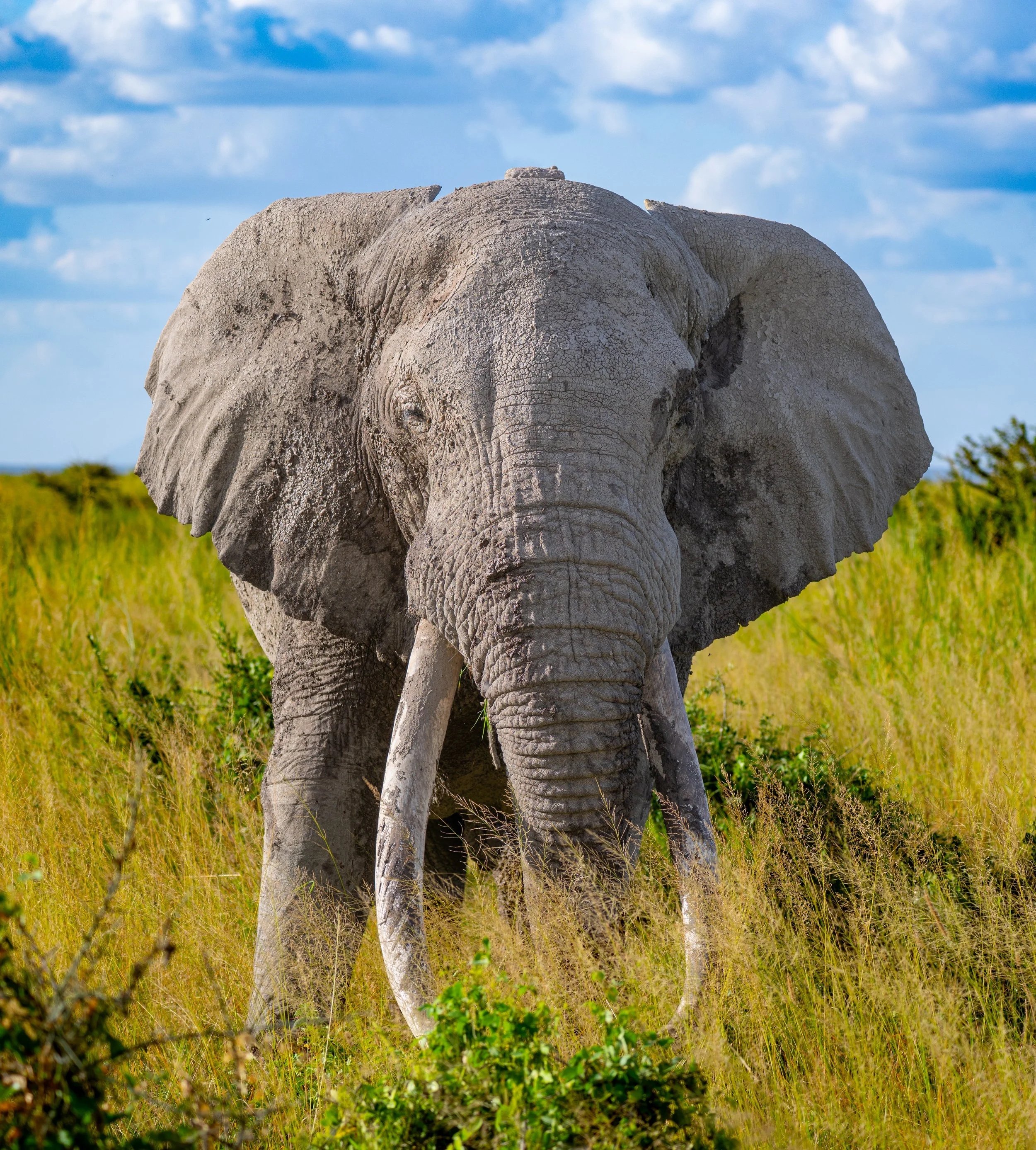 Africa Highlights - More to Come