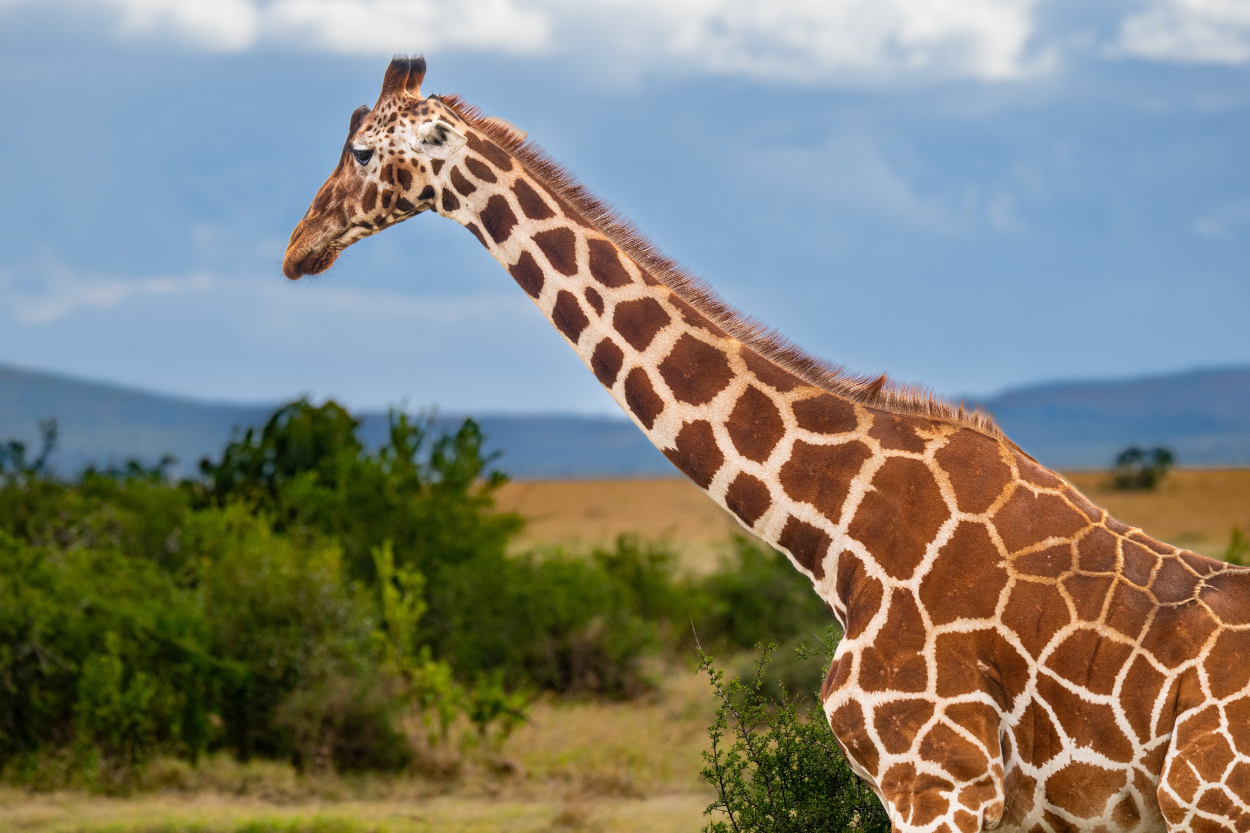 Africa2026VZ8_11602026.jpg