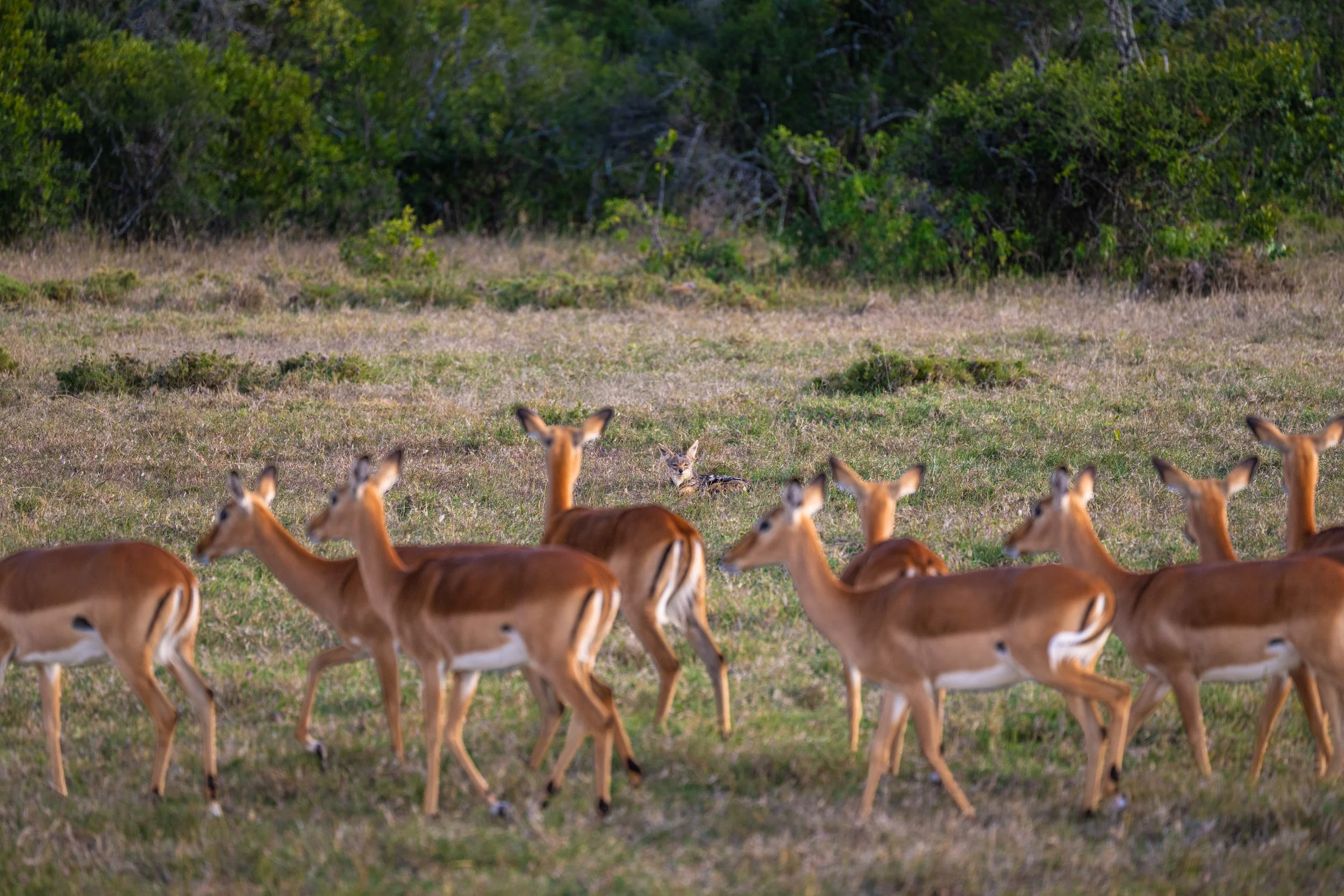 Africa2026VZ8_29642026.jpg