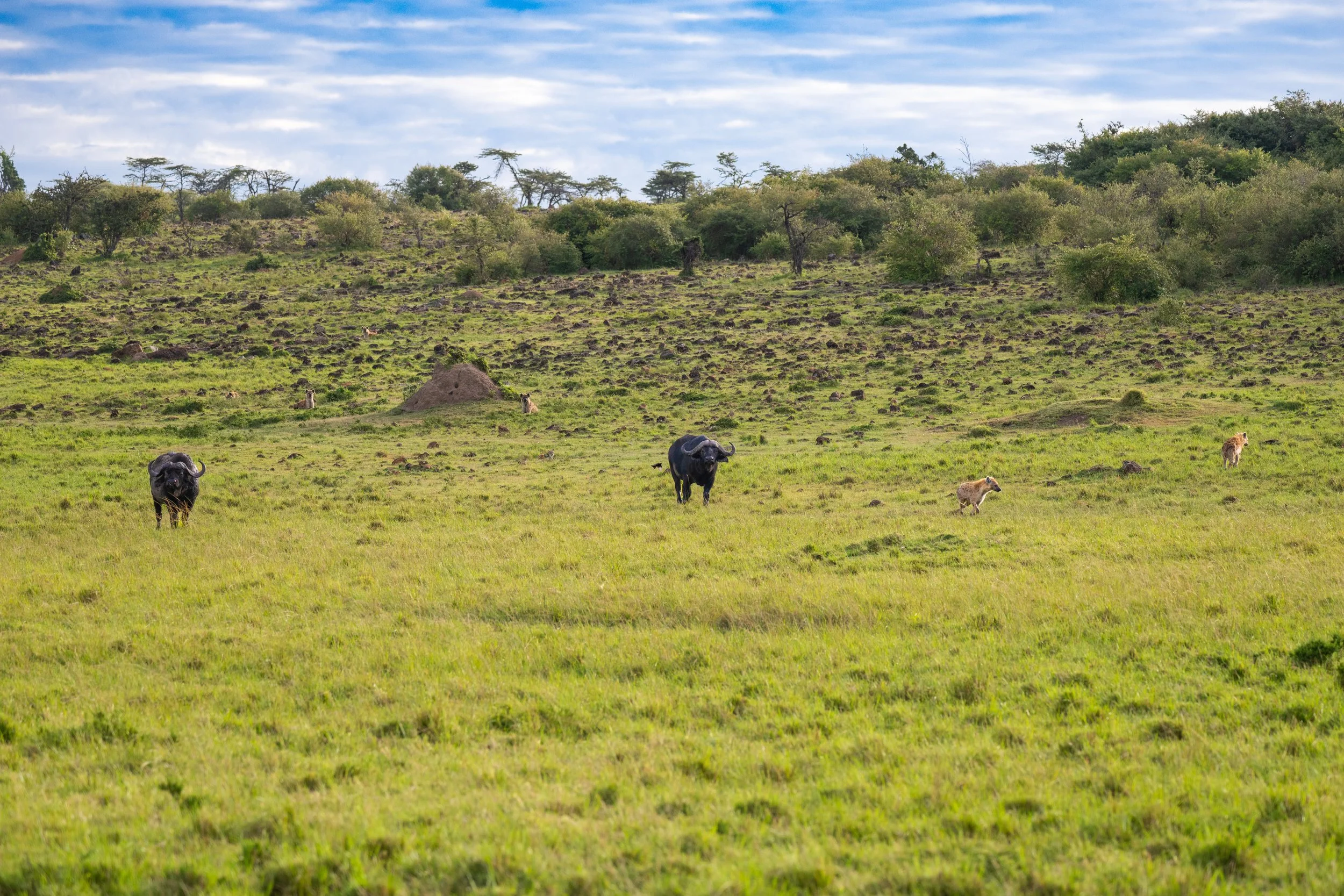 Africa2026VZ8_39502026.jpg