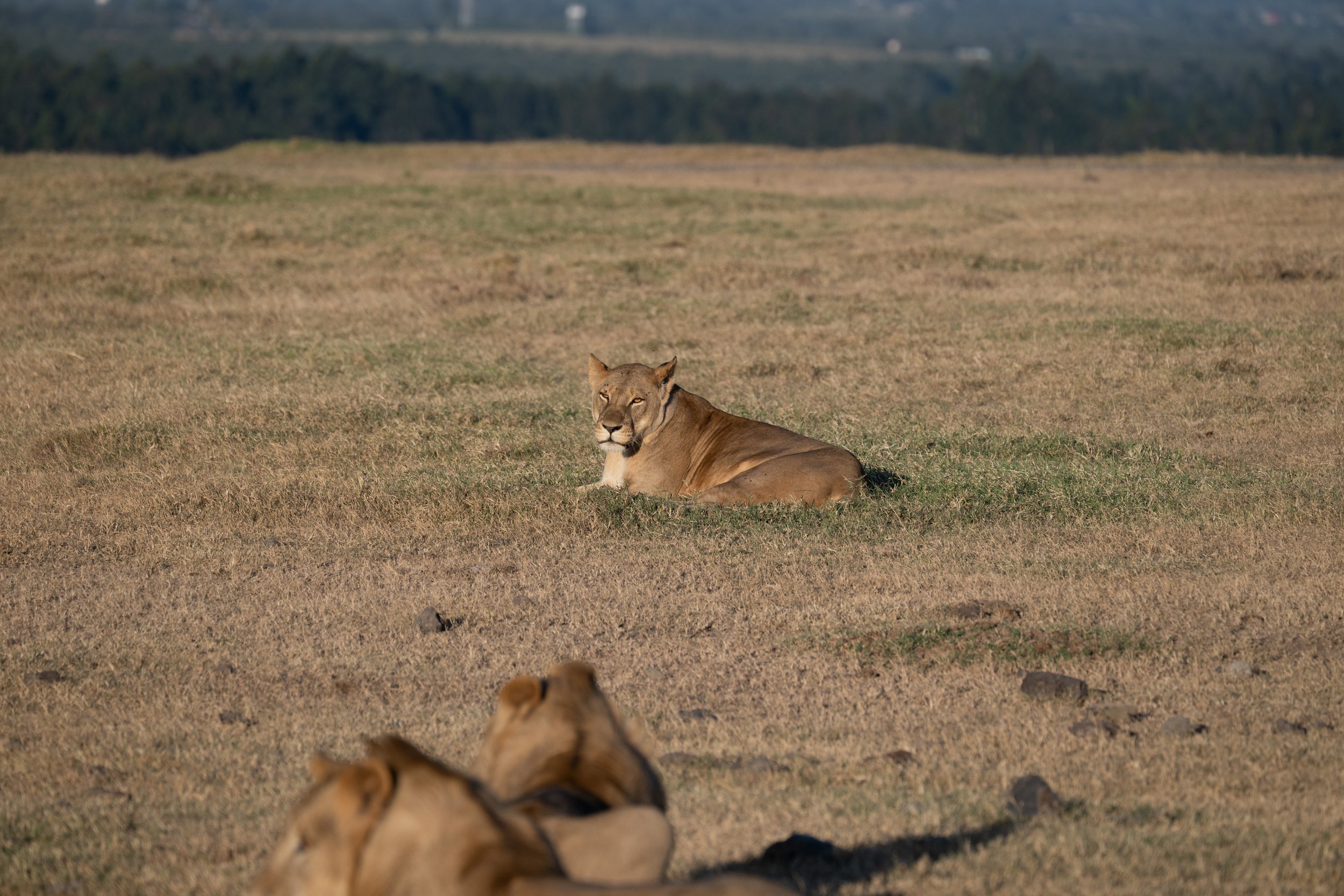 Africa2026VZ8_31292026.jpg