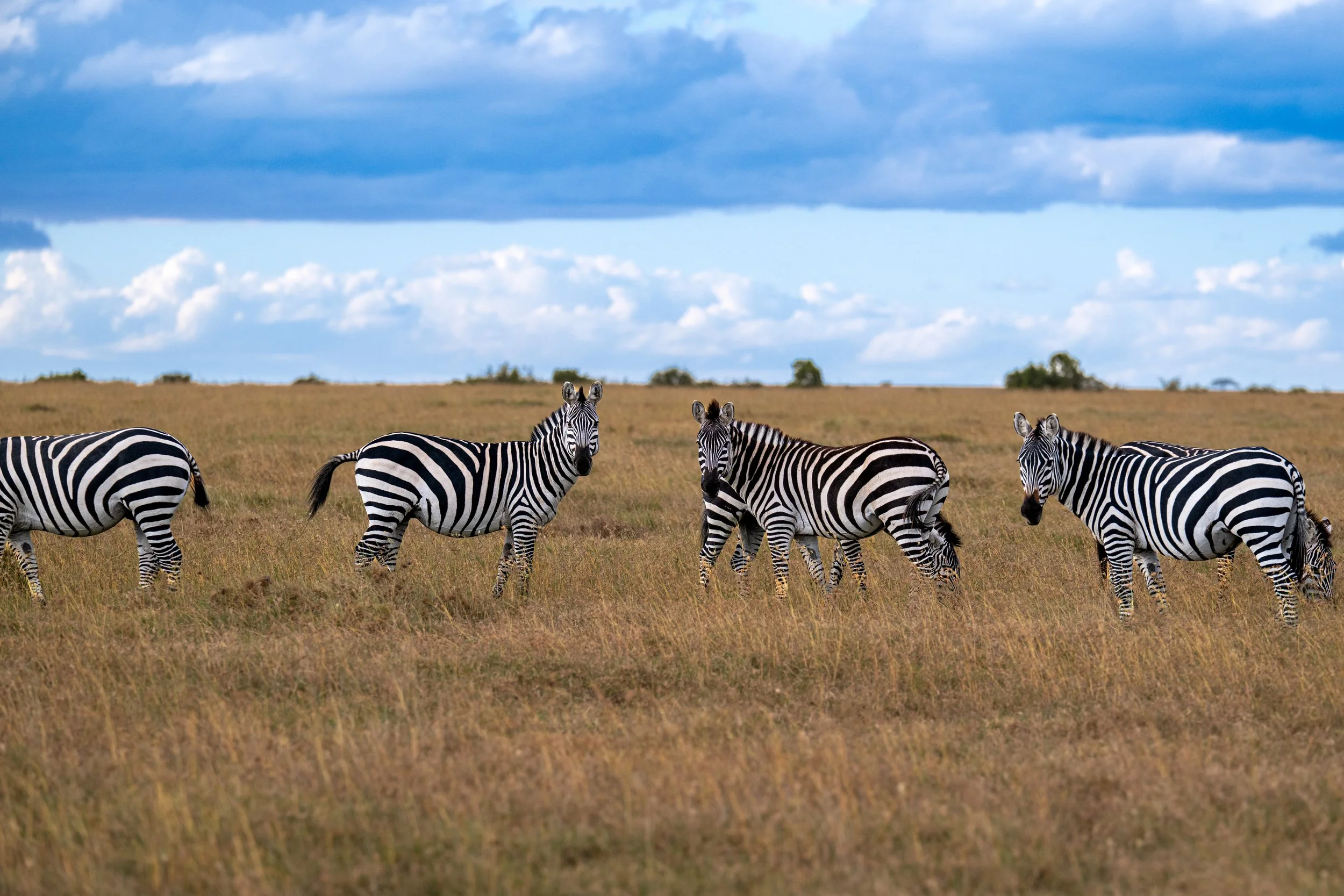 Africa2026Z81_22192026.jpg