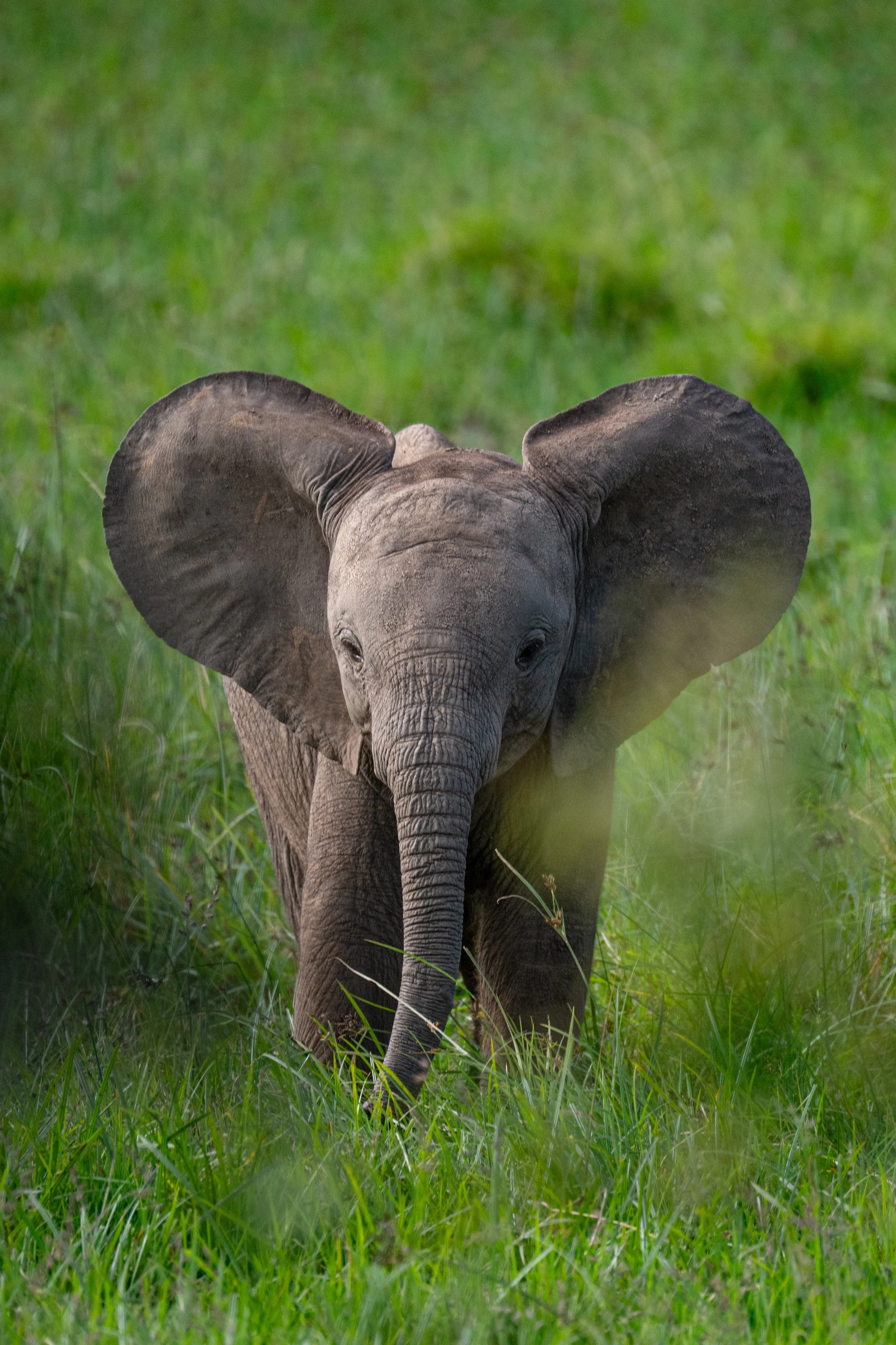 Africa2026VZ8_49562026.jpg