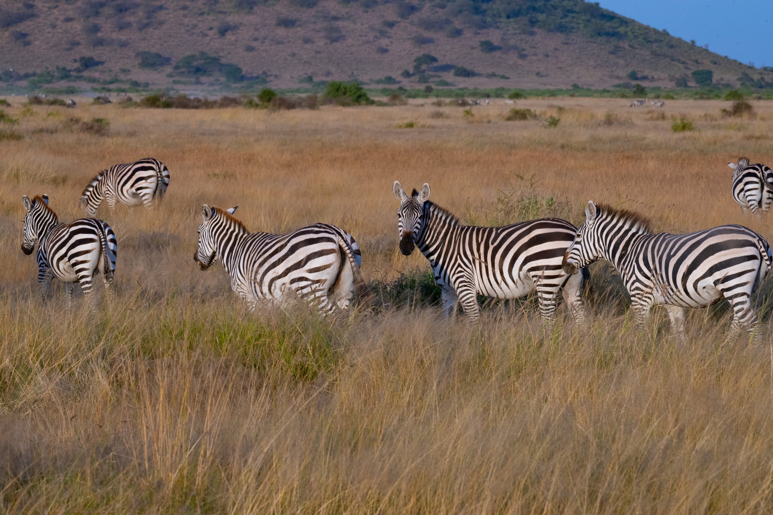 Africa2026VZ8_53232026.jpg