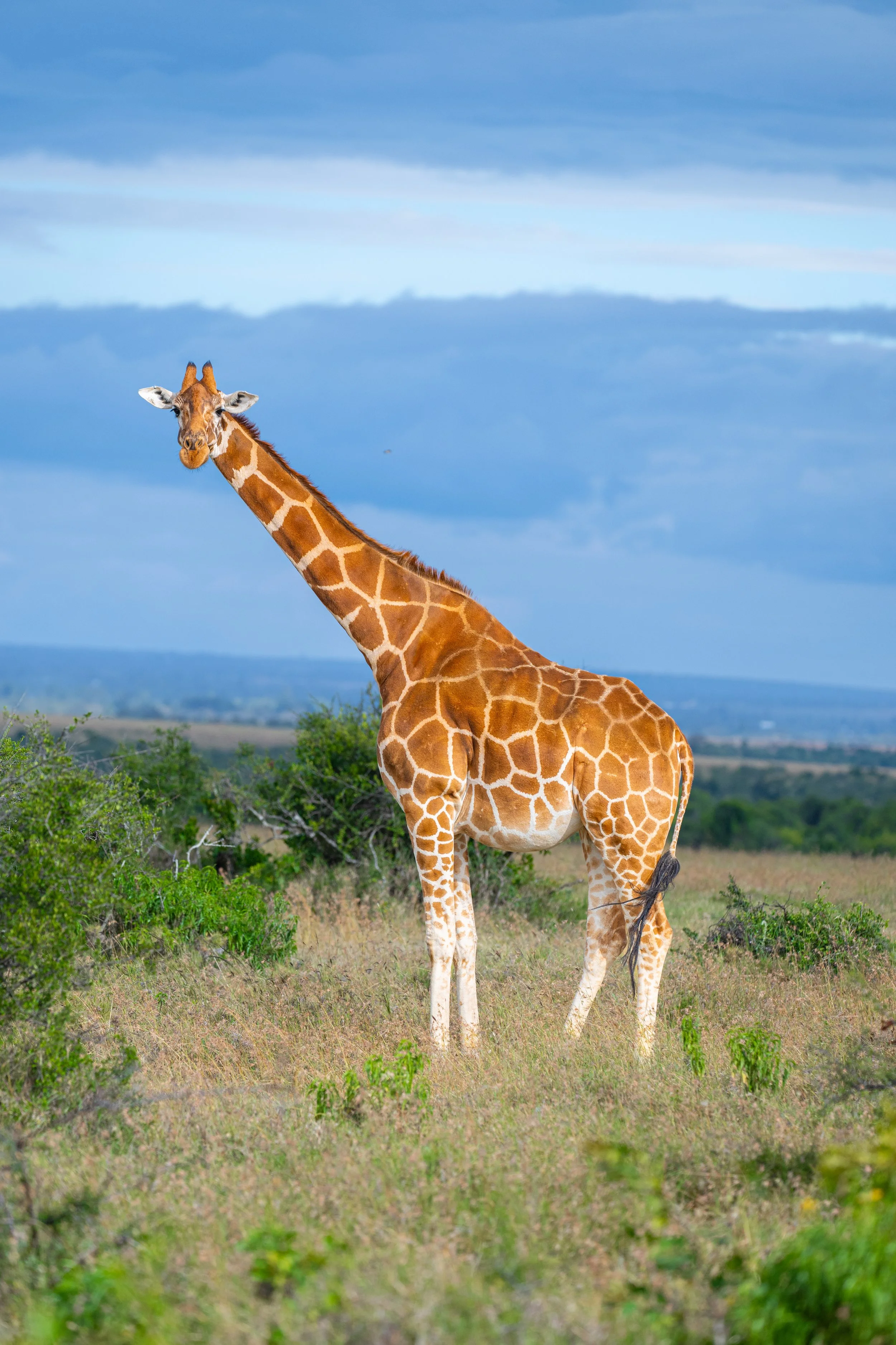 Africa2026VZ8_12002026.jpg