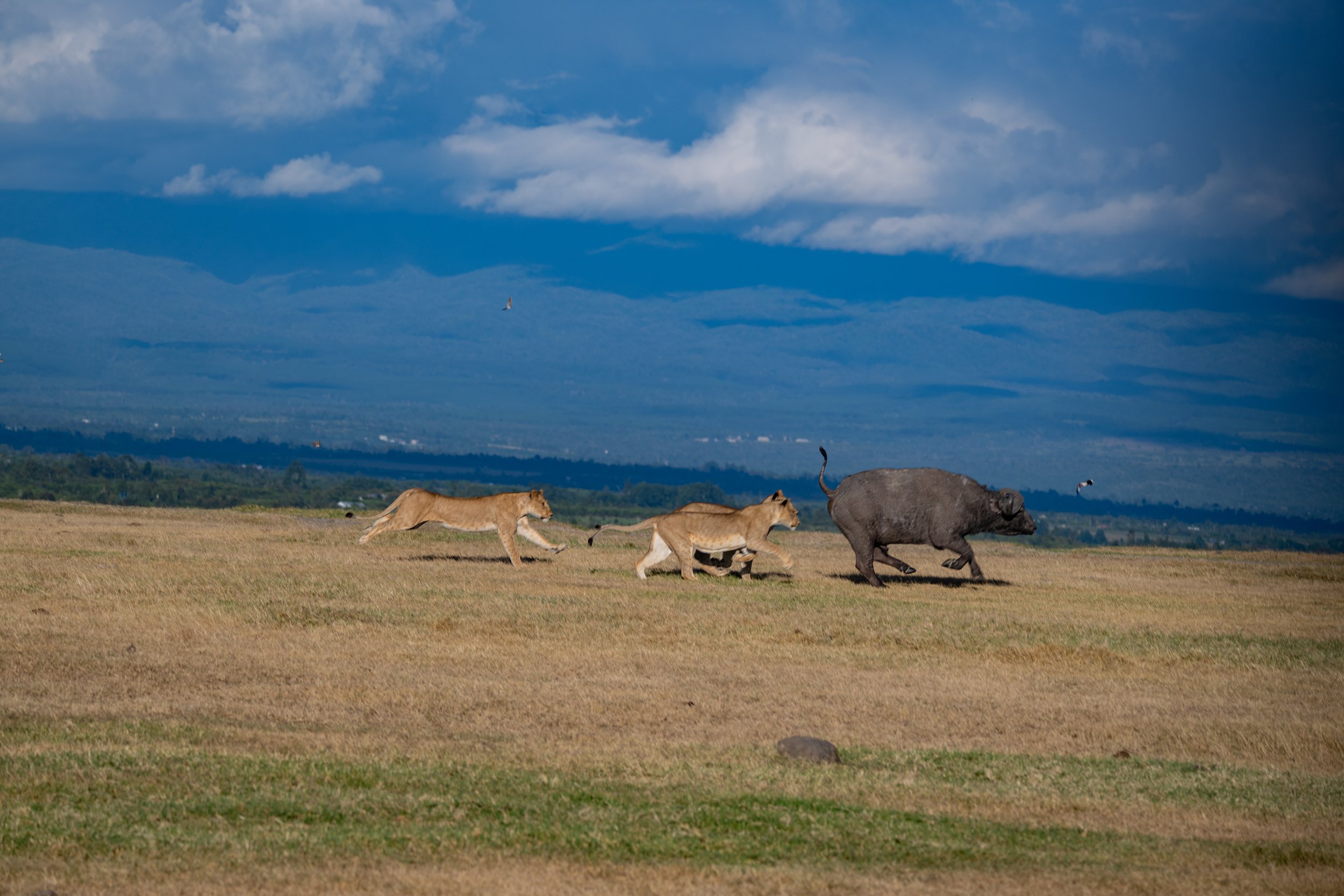 Africa2026VZ8_30712026.jpg