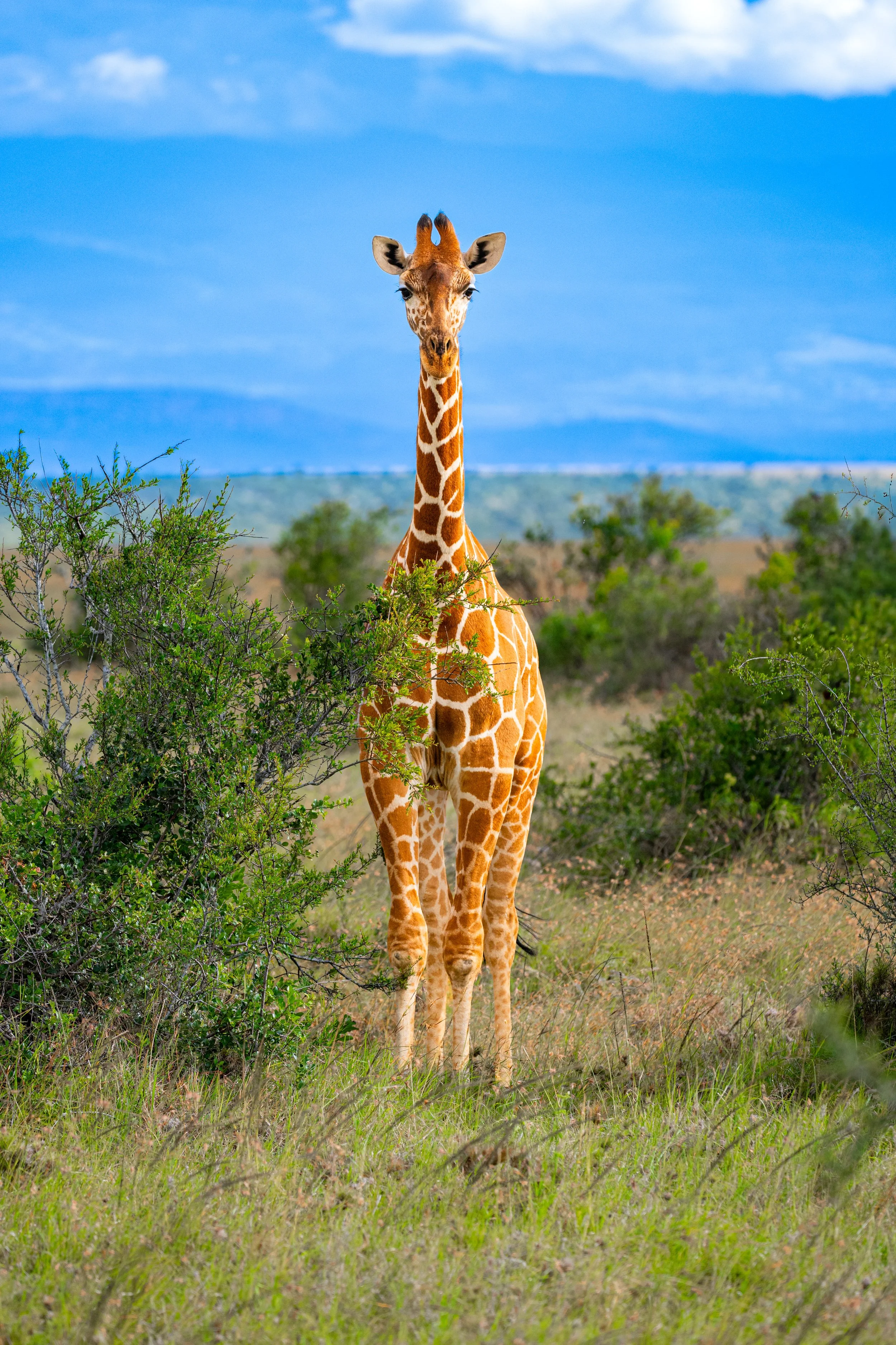 Africa2026VZ8_12072026.jpg