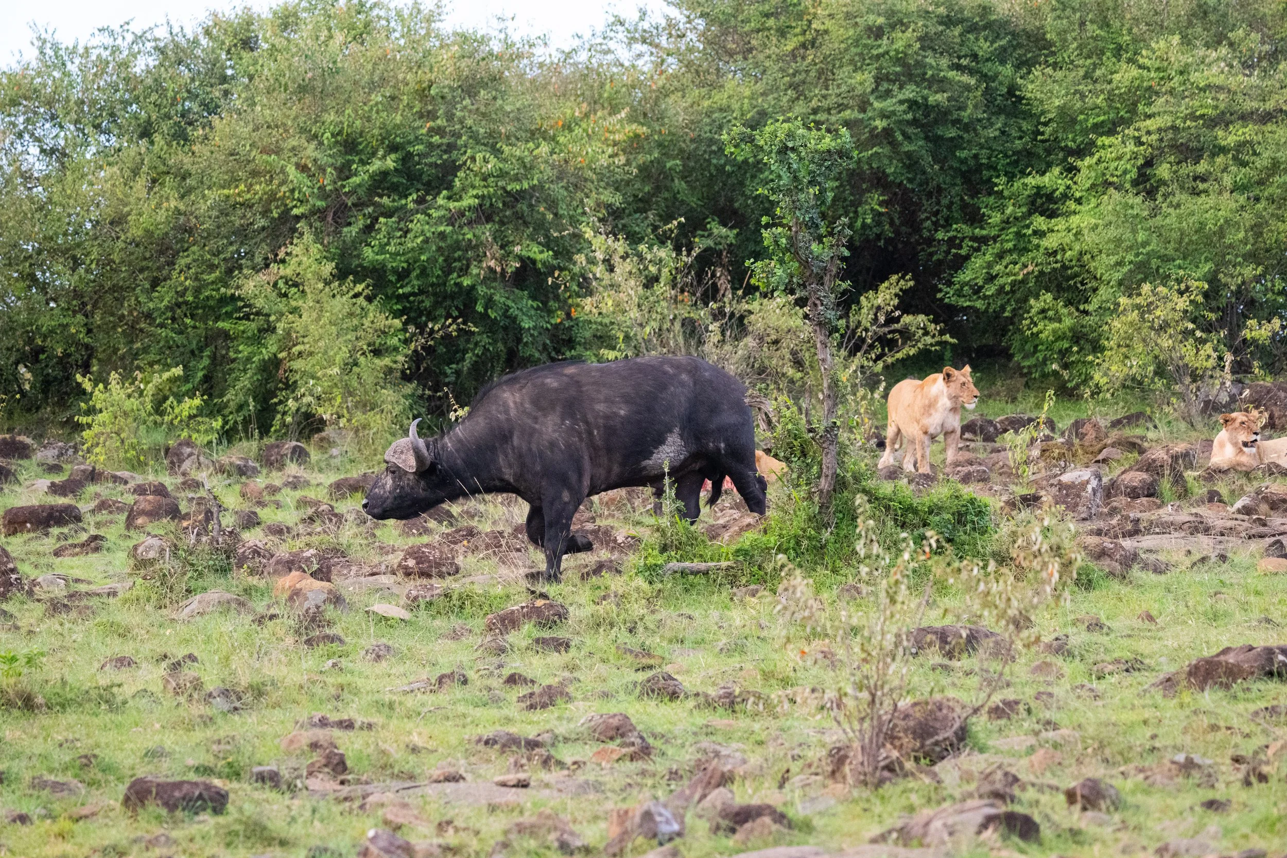 Africa2026VZ8_33272026.jpg