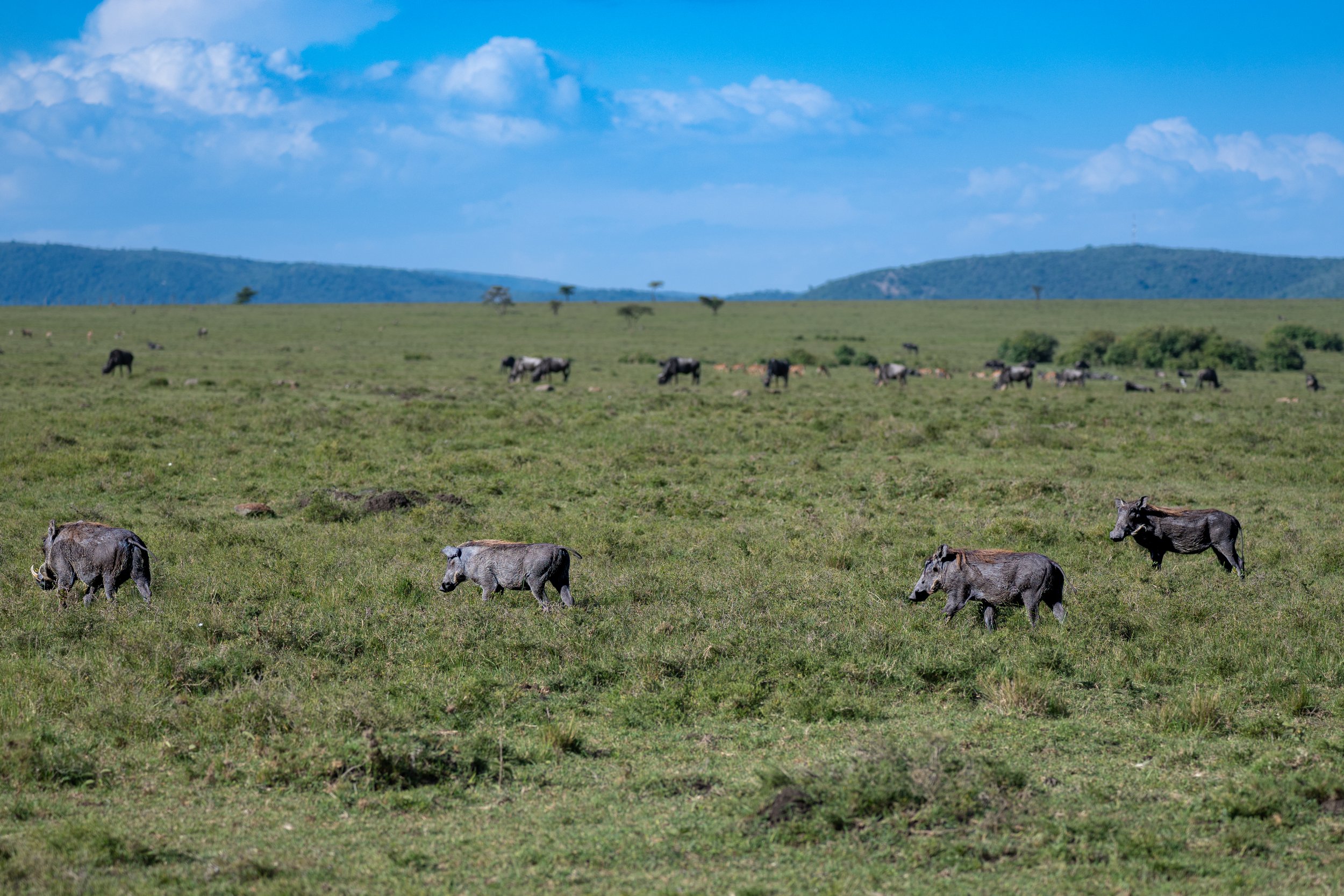 Africa2026VZ8_43152026.jpg