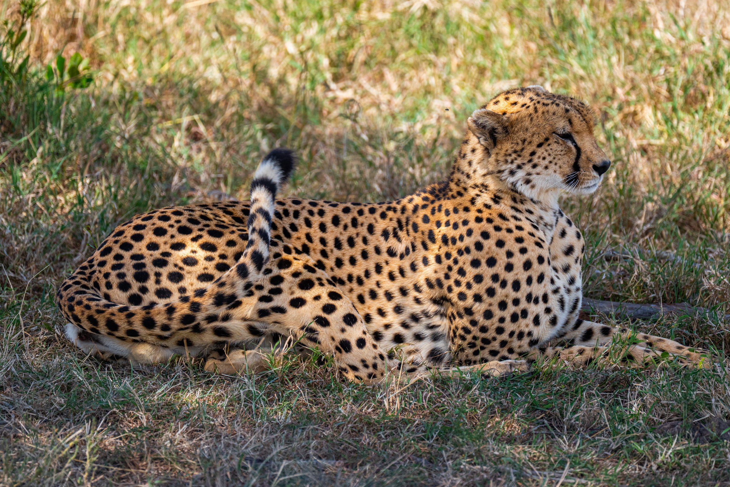 Africa2026VZ8_27662026.jpg
