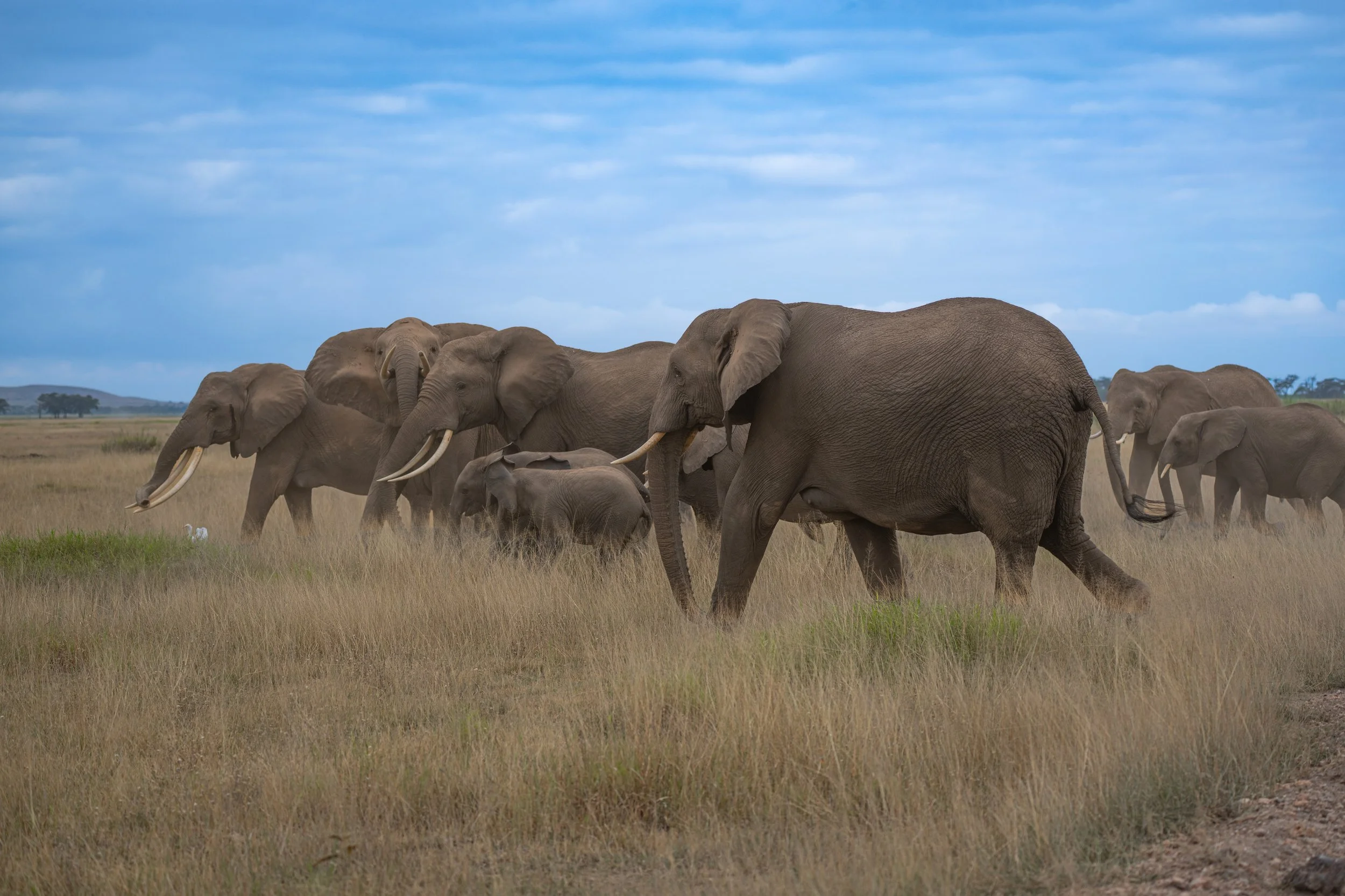 Africa2026VZ8_55542026.jpg