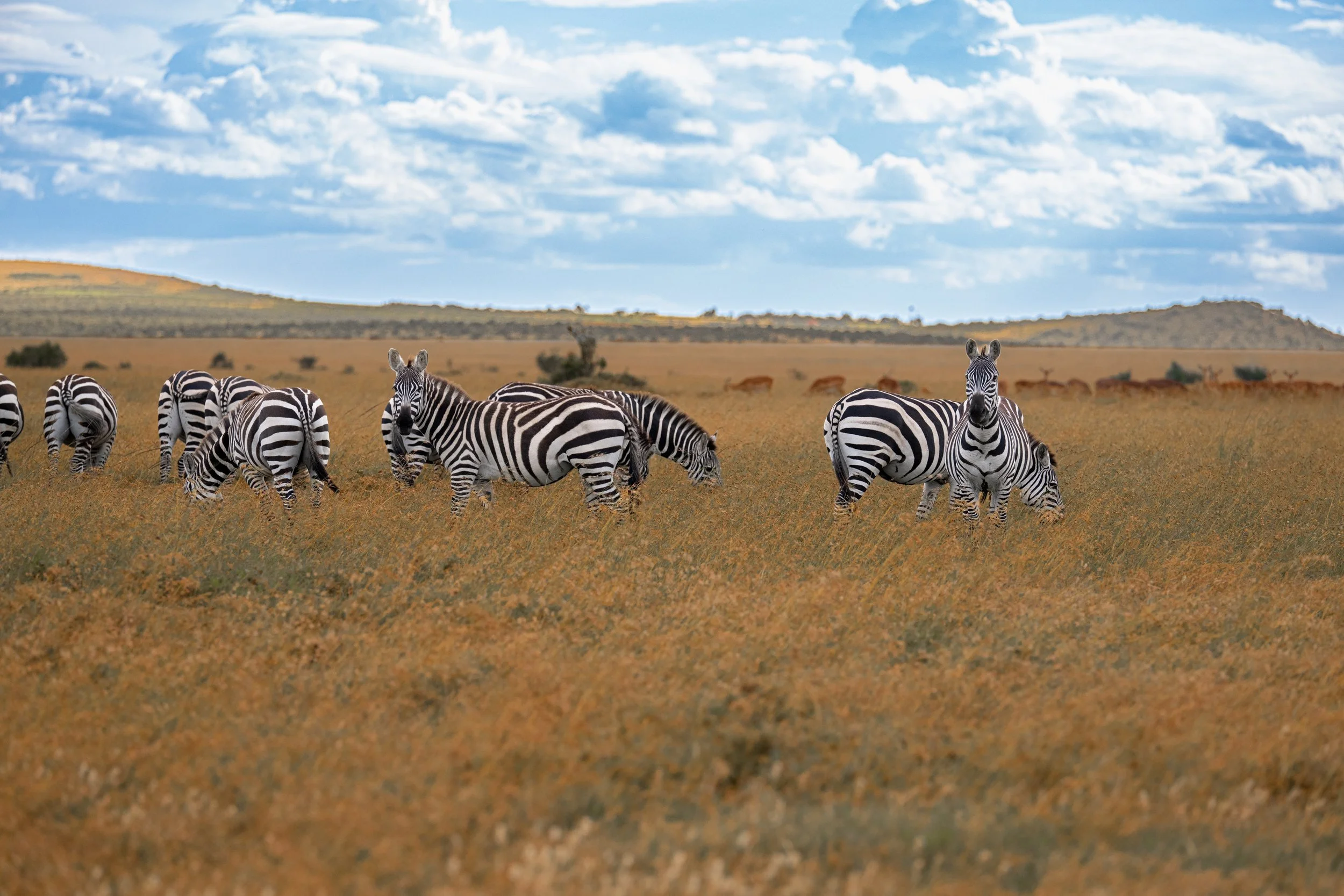 Africa2026Z81_22112026.jpg