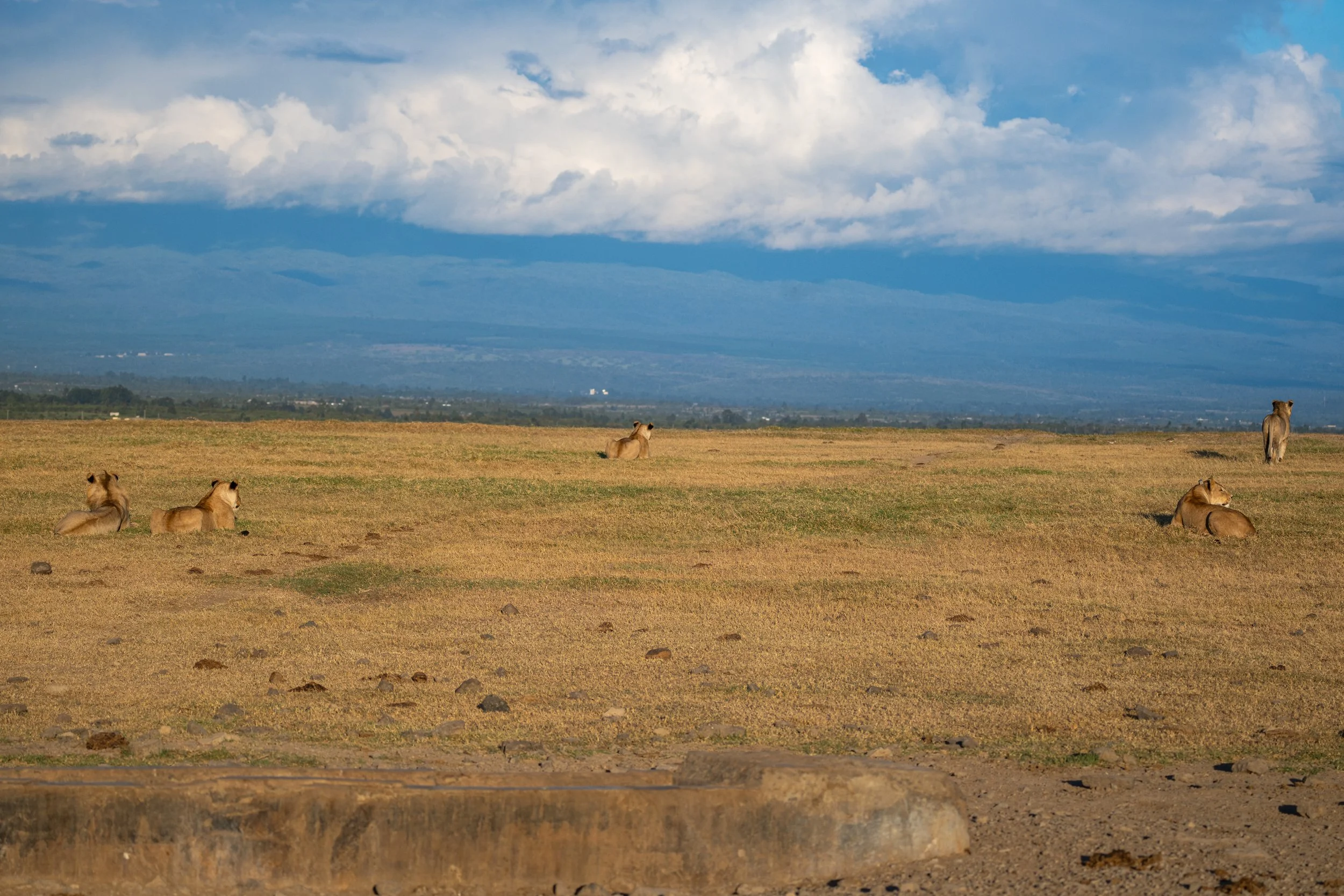Africa2026VZ8_31482026.jpg