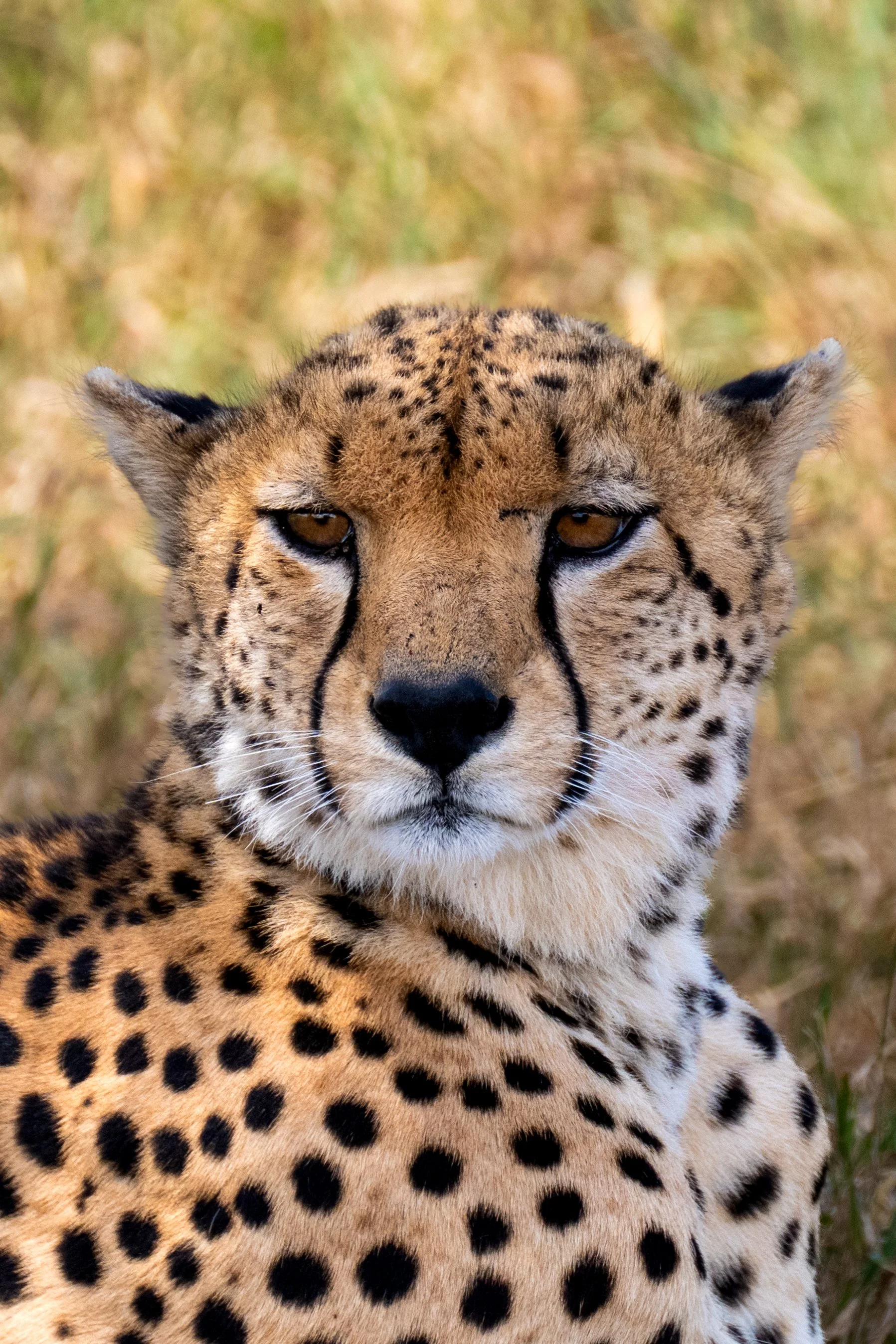 Africa2026VZ8_27562026.jpg