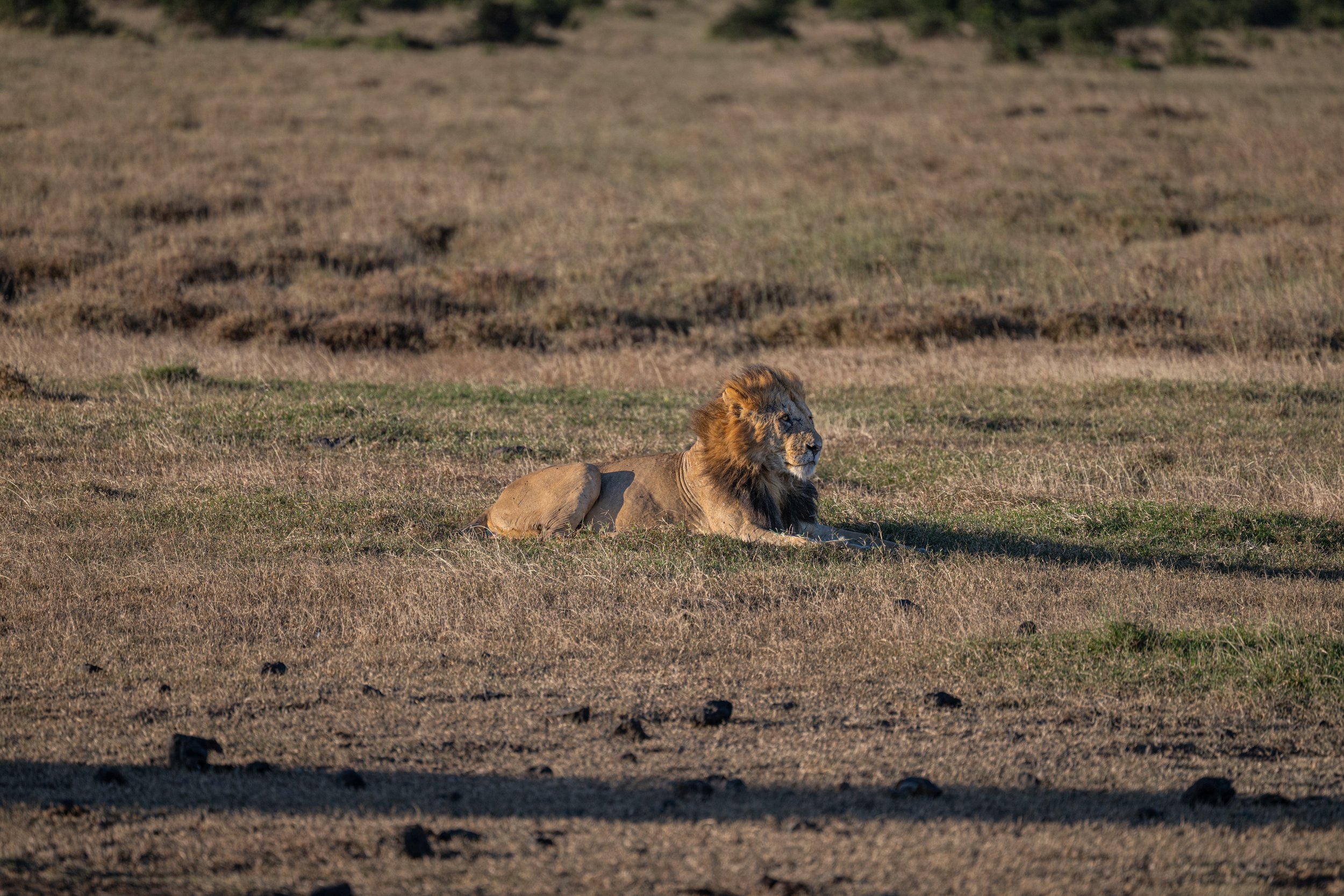 Africa2026VZ8_31212026.jpg