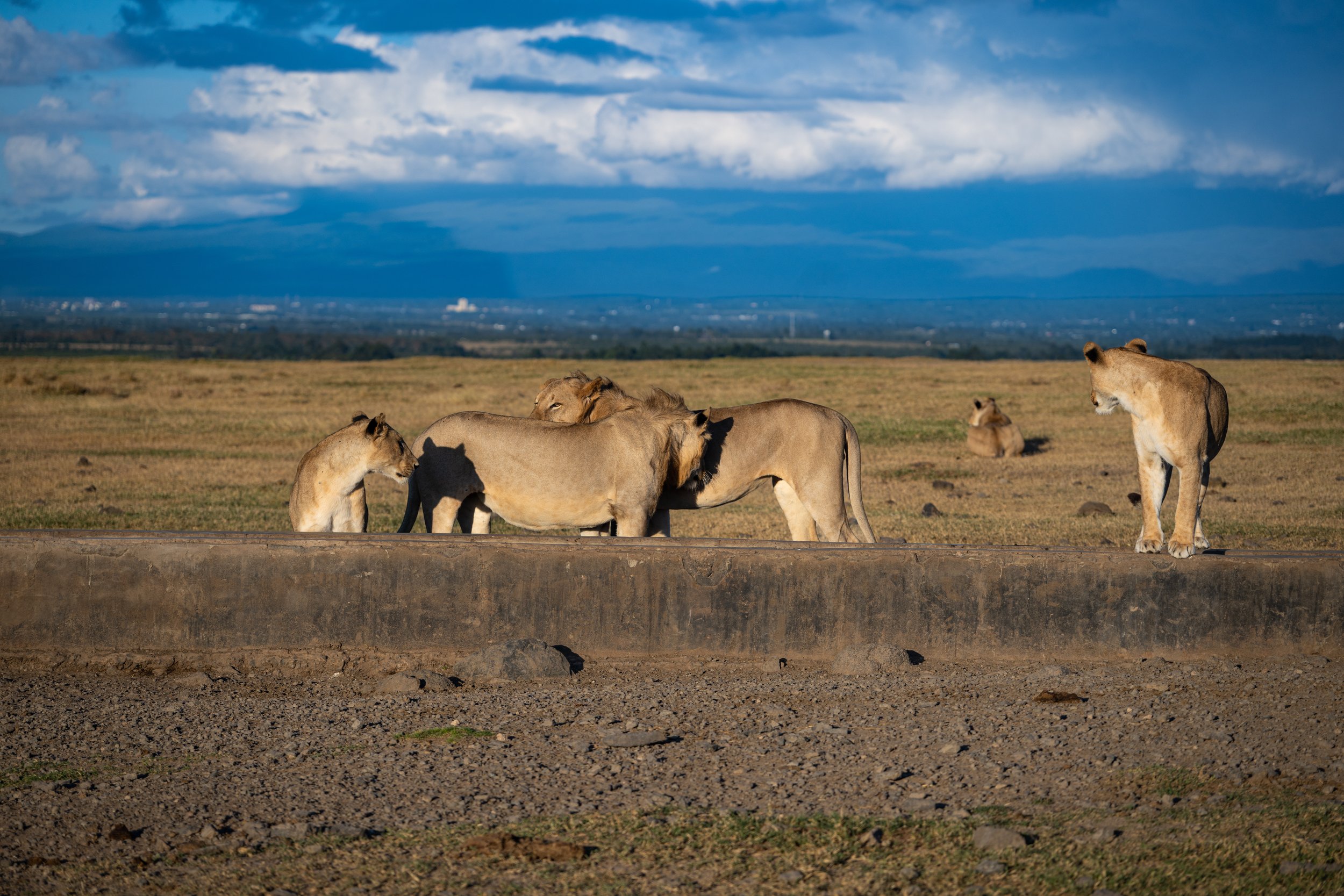 Africa2026VZ8_31172026.jpg