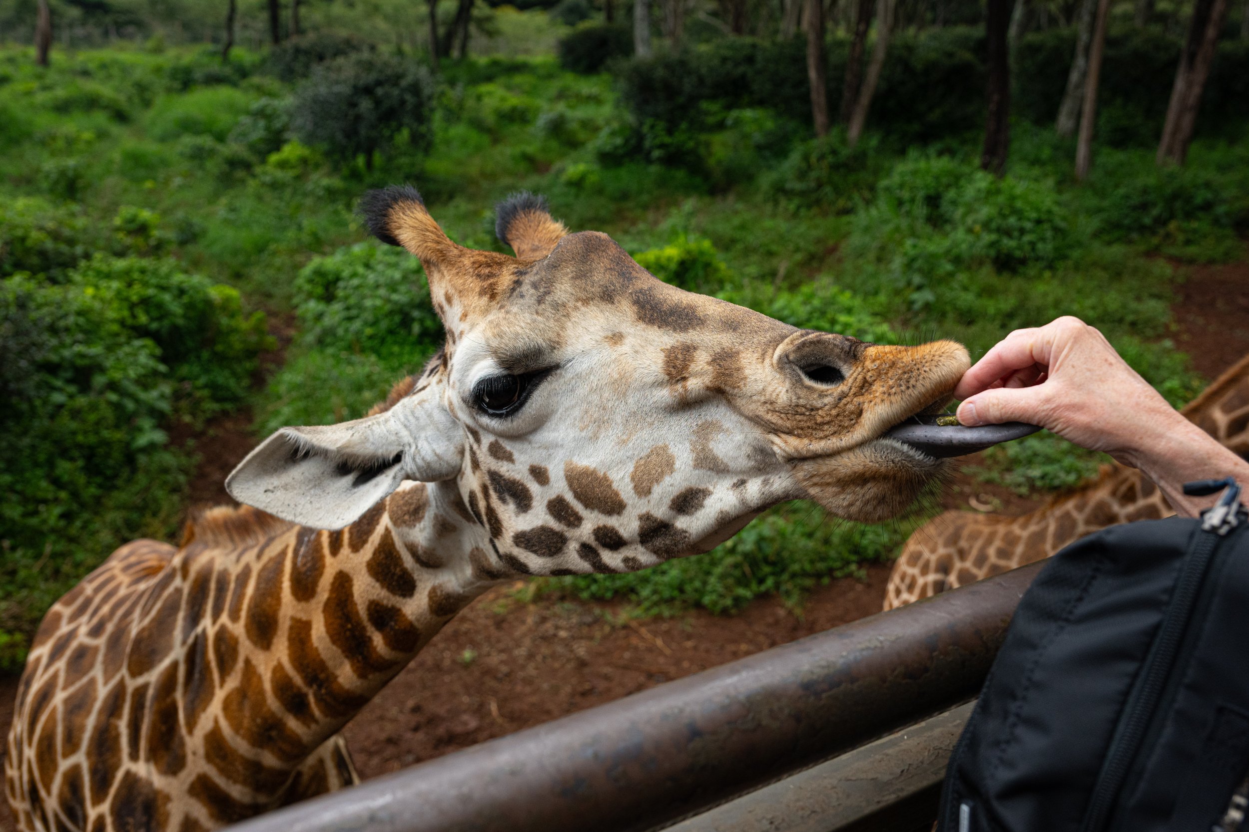 Nairobi, Kenya - the Journey Starts